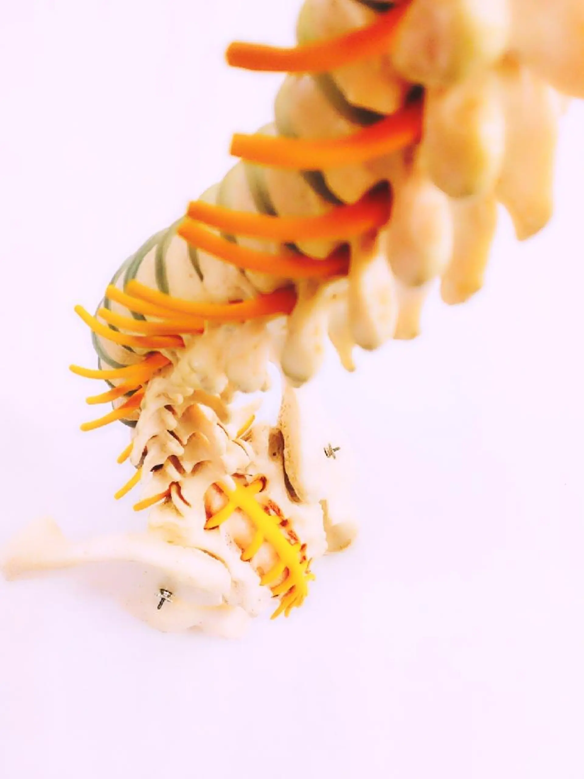 その他 カイロプラクティックほほえみ所属・骨格　頭蓋骨調整 Rocco Aliのその他イメージ