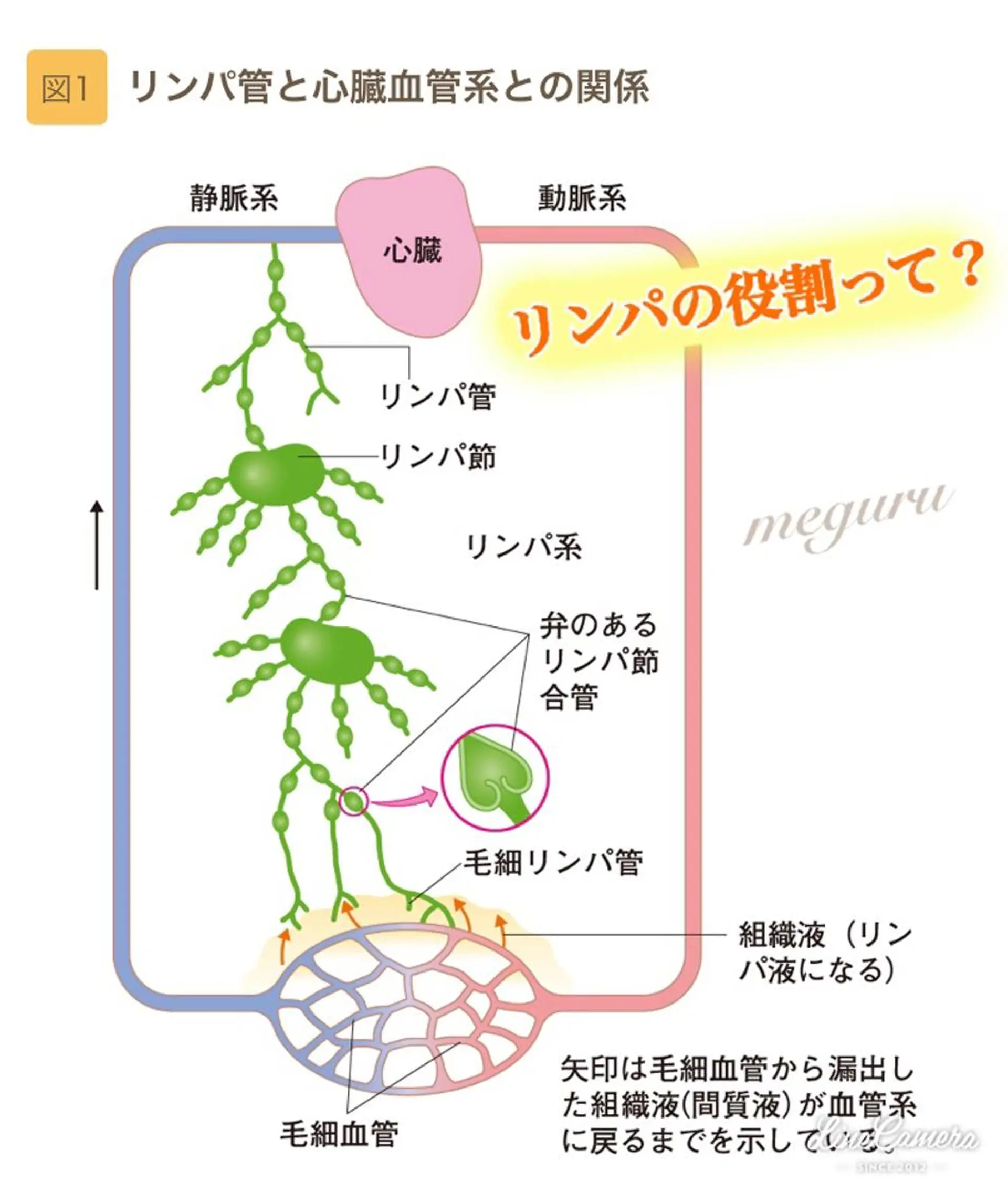 ショート カラー パーマ ヘアアレンジ メンズ キッズ ネイル マツエク・マツパ ‍痩身＆ボディ 結果出し🌟丹野のエステ・リラクイメージ