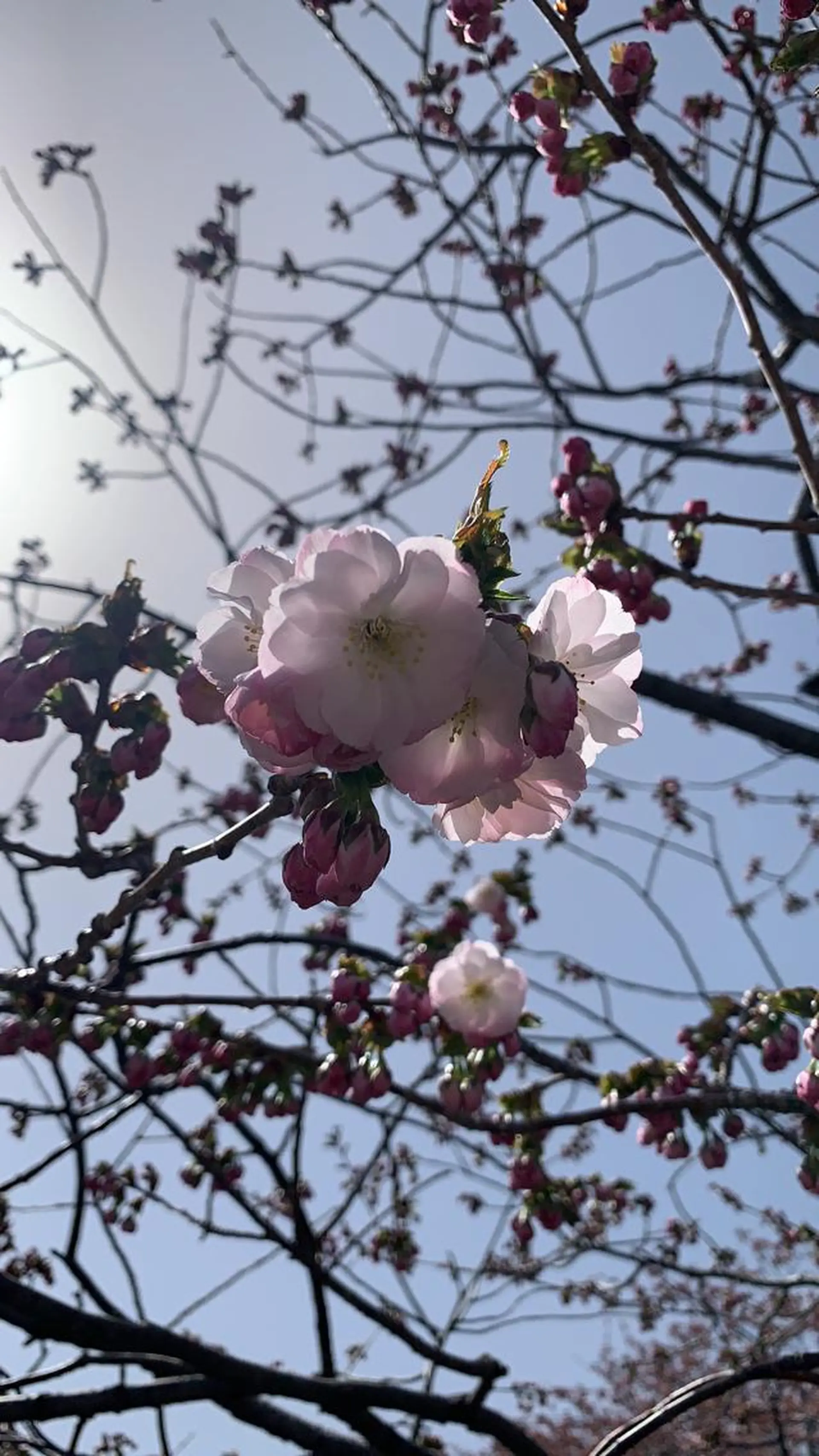 💅ネイルハウス🏡 🎀TOMO🎀のネイルデザイン