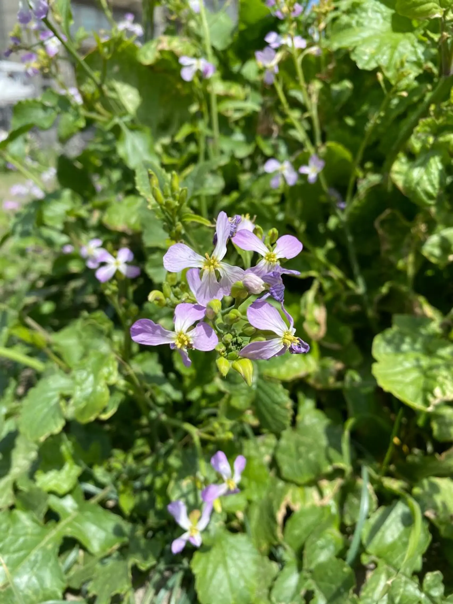 モダーン北鎌倉所属・中溝 アカリのヘアスタイル