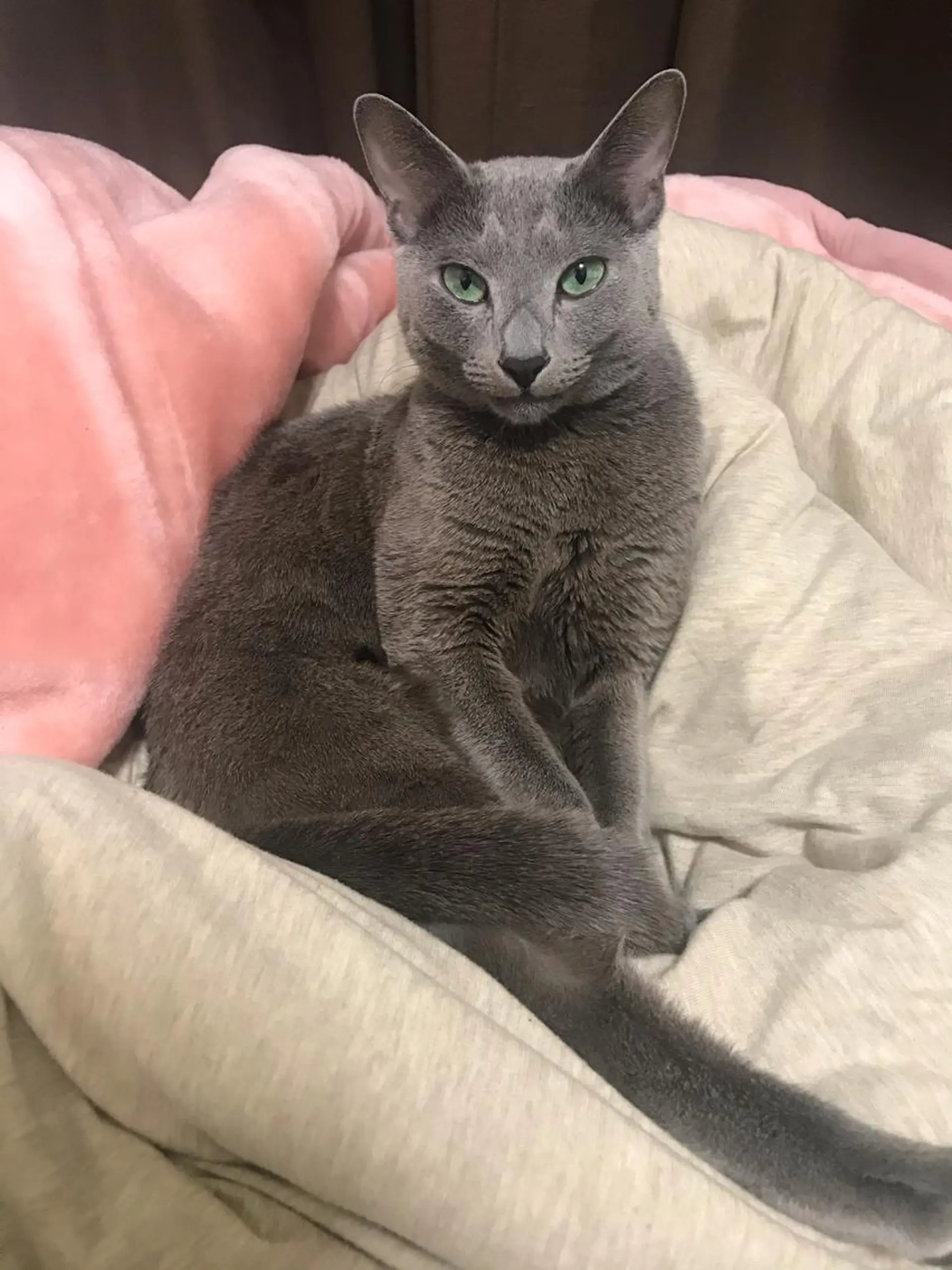 ショート カラー パーマ ヘアアレンジ メンズ キッズ ネイル マツエク・マツパ アニメ,Vオタク× 即効痩せエステサロンのエステ・リラクイメージ