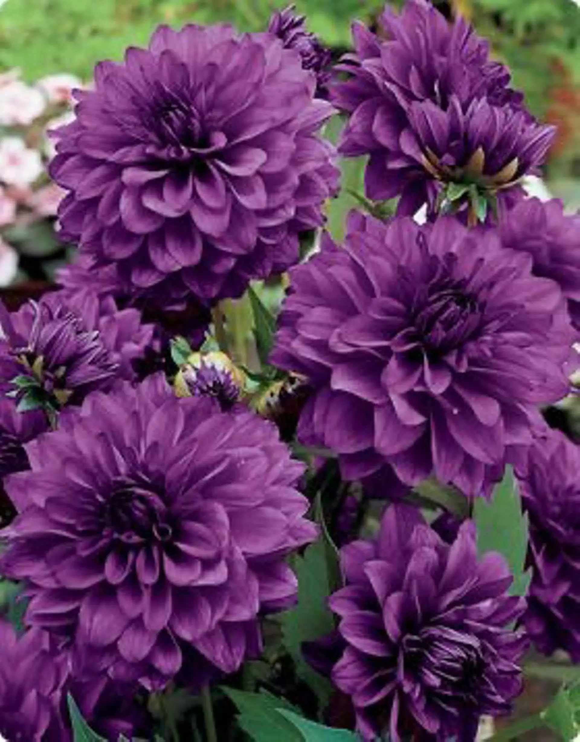 nail atelier  new moon所属・定額可愛いと定評有 new moonのネイルデザイン