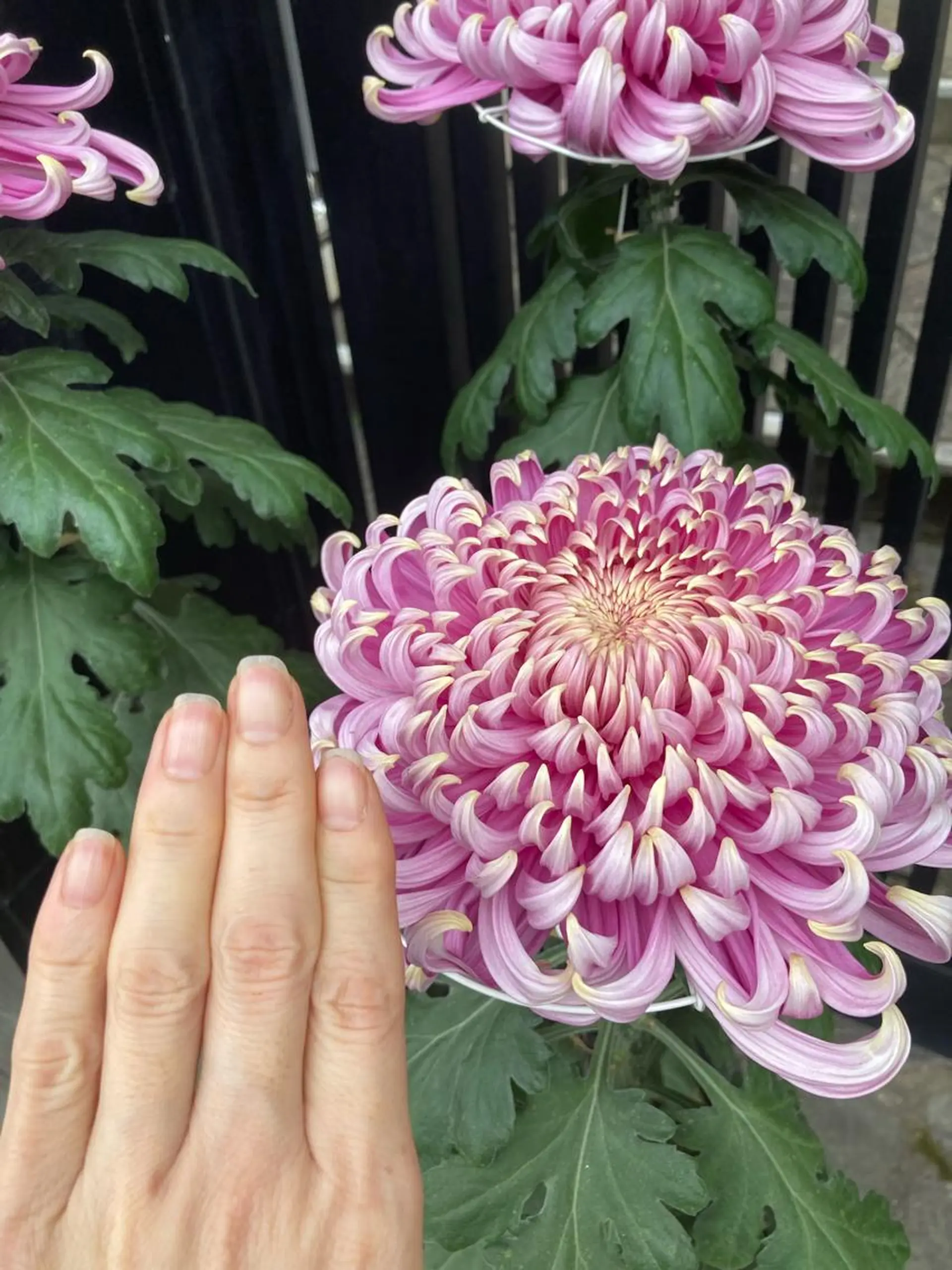 メンズ ネイル ハンドケア＆ネイルケア桃の木所属・ケアリスト🍀 マリユキのネイルデザイン