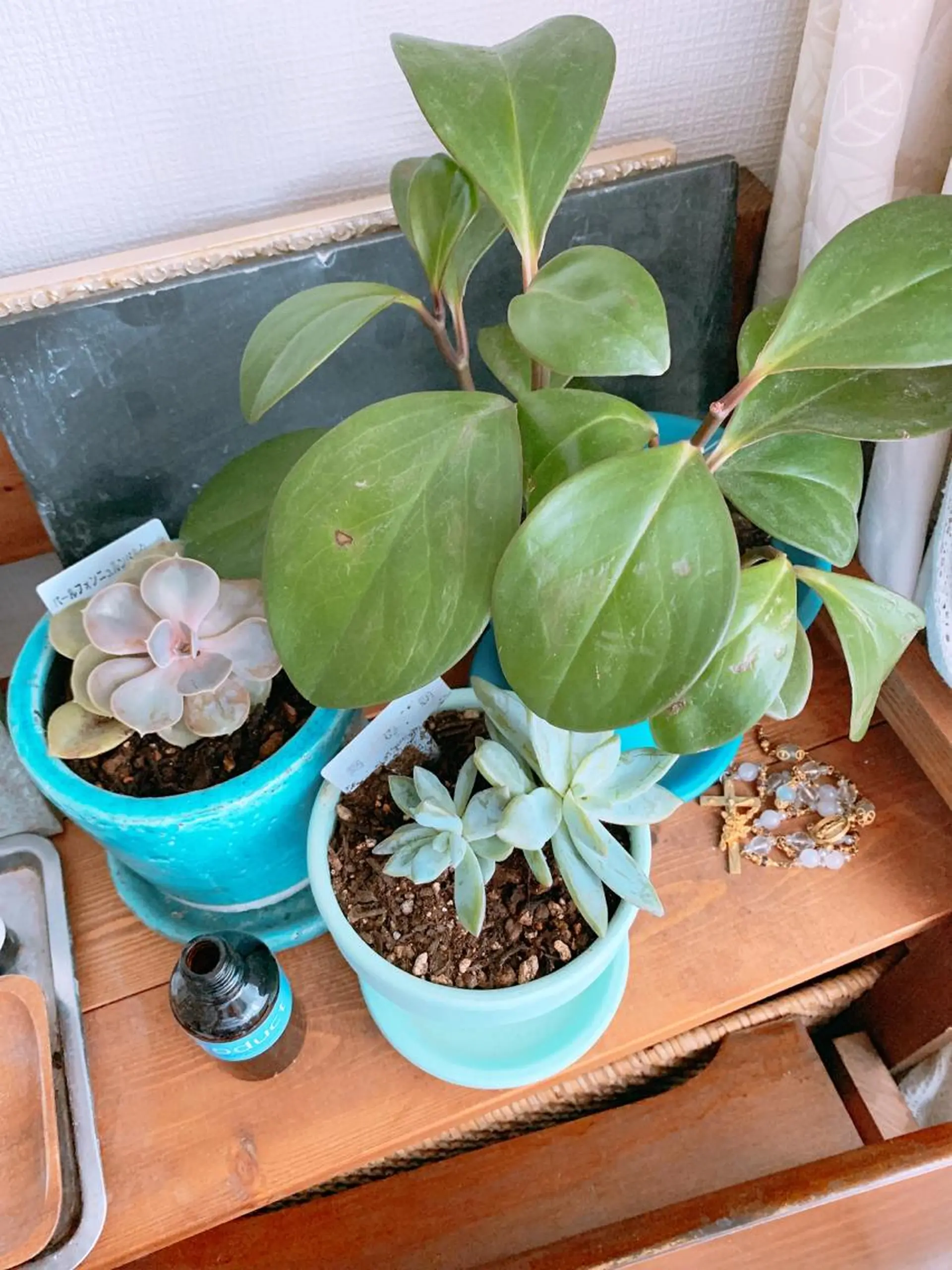 ネイル グリーン pipi..所属・pipi ..のネイルデザイン