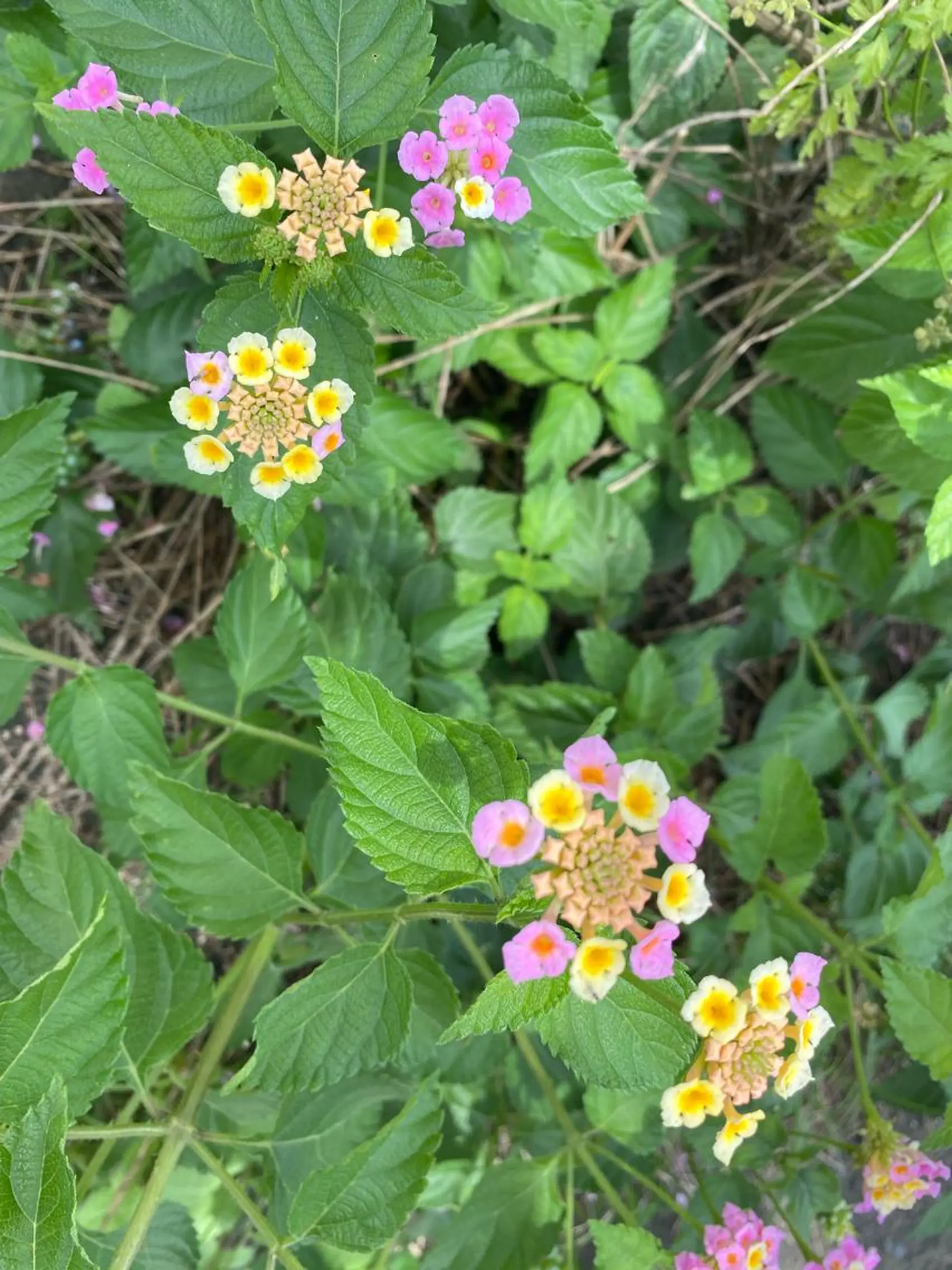 モダーン北鎌倉所属・中溝 アカリのヘアスタイル