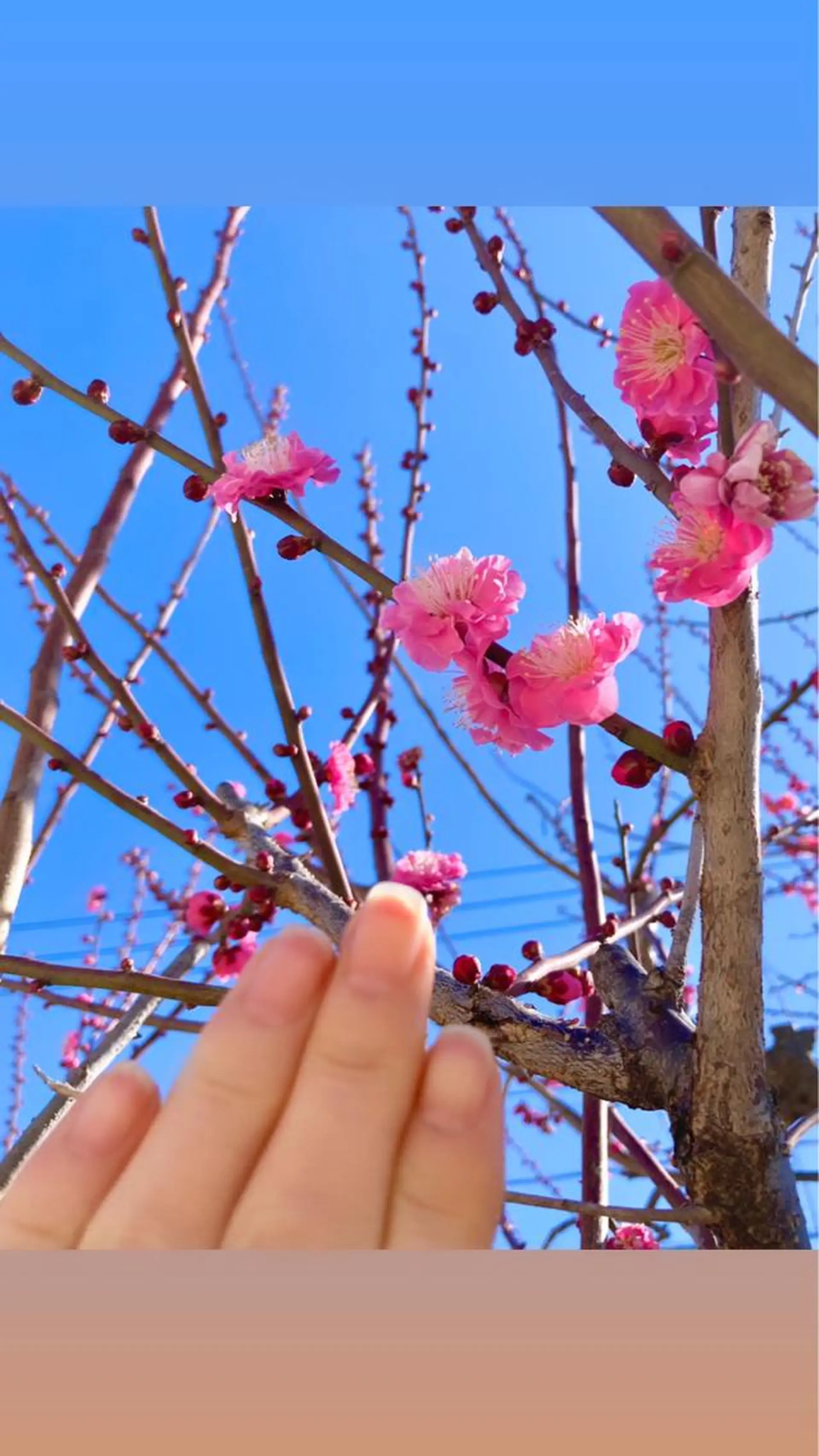 メンズ ネイル 春ネイル ハンドケア＆ネイルケア桃の木所属・ケアリスト🍀 マリユキのネイルデザイン