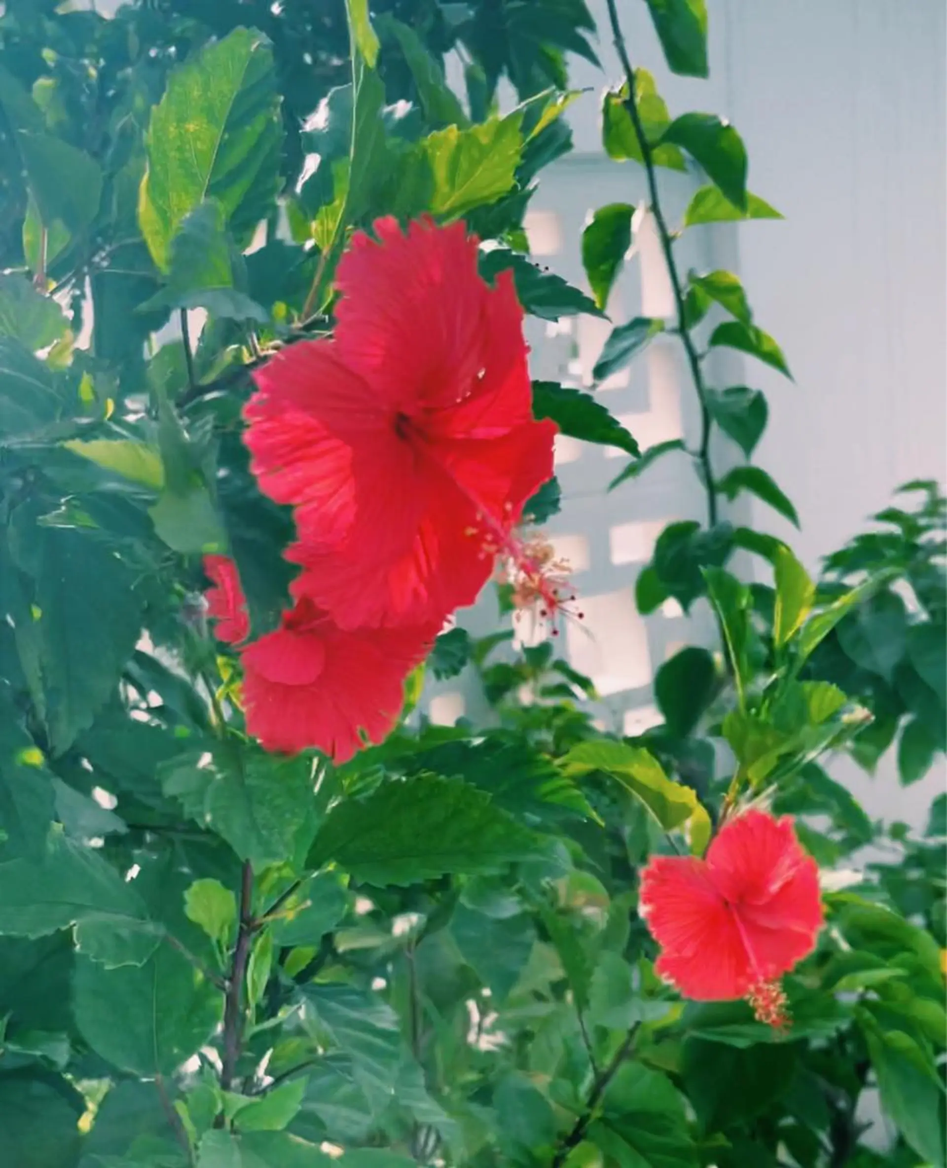 𝐘𝐎𝐒𝐇𝐈 𝐌𝐈🌞🏝のマツエク・マツパデザイン