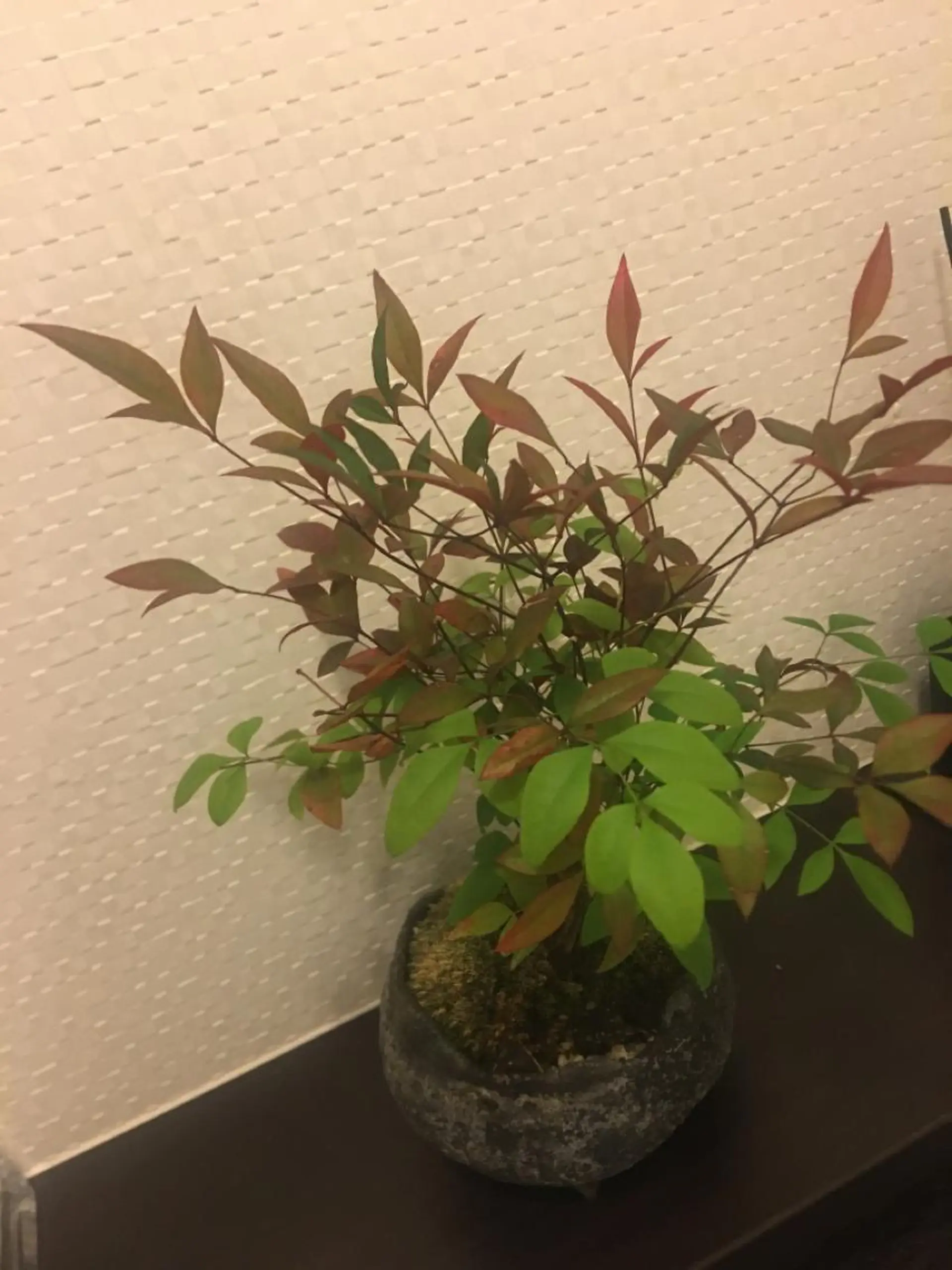 表参道鍼灸院K 美容鍼🔮ララピールのエステ・リラクイメージ