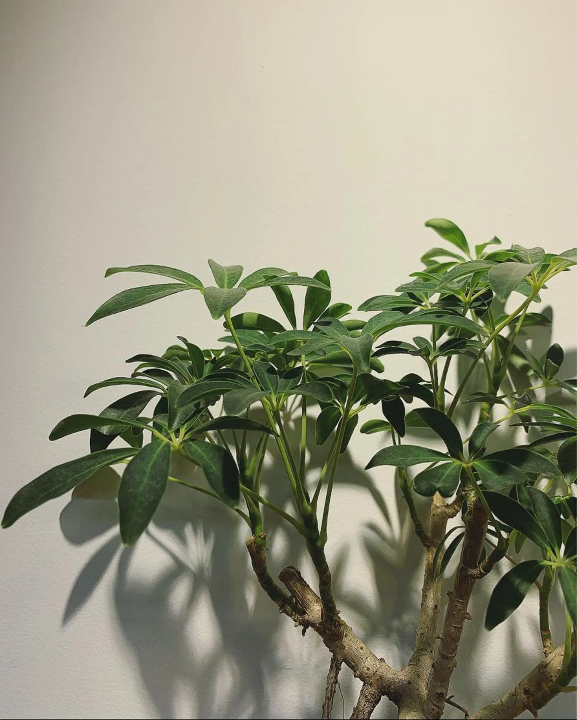 ミディアム LOuNICA/銀座 RYUNOSUKEのヘアスタイル