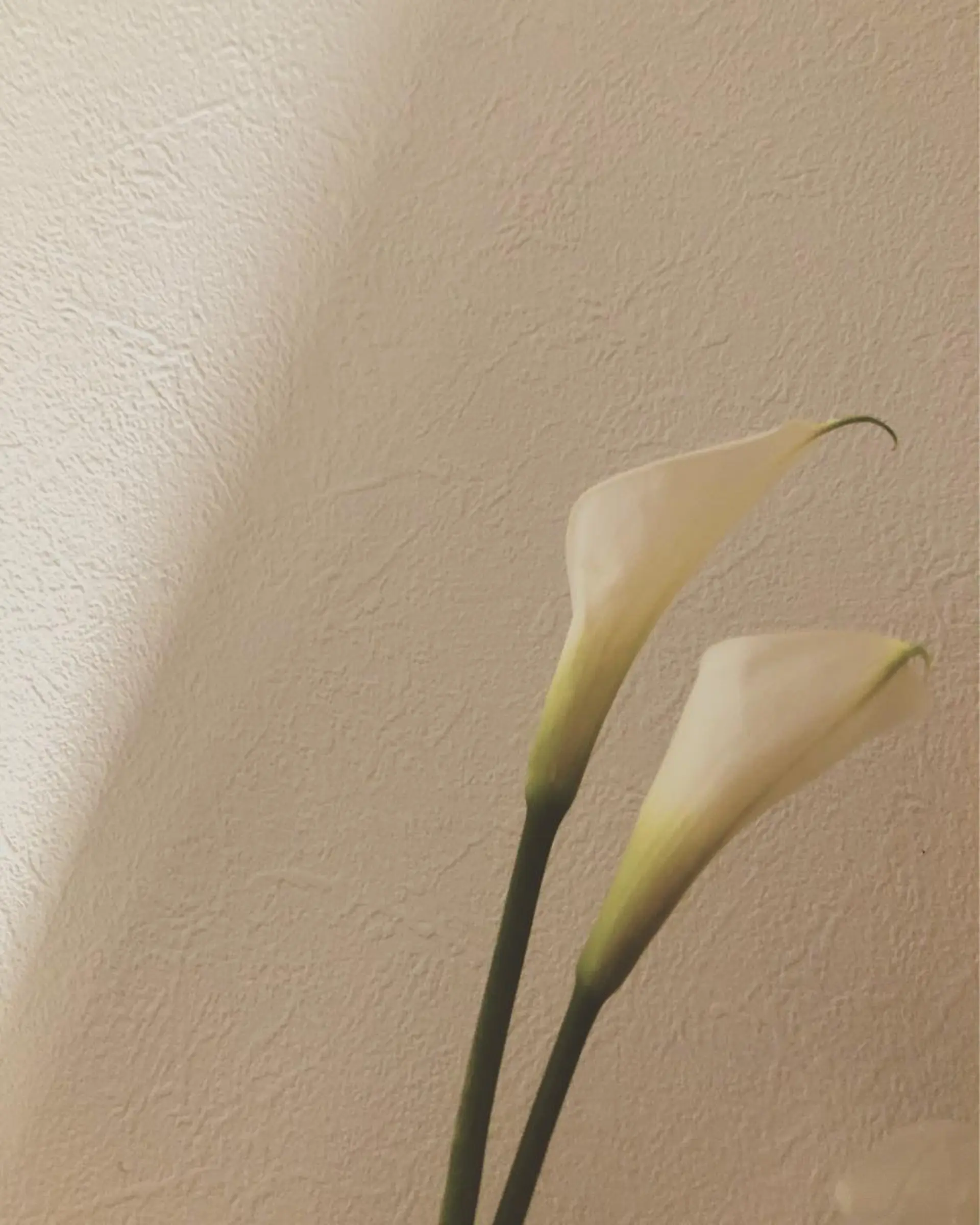 エステ リラク basico  のエステ・リラクイメージ