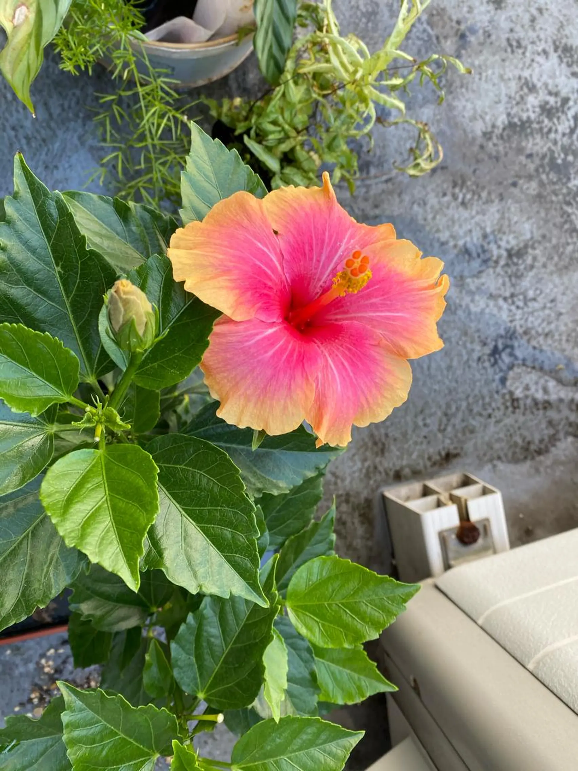 Mandarin Orange所属・毛穴から始める肌メン テマンダリンオレンジのエステ・リラクイメージ