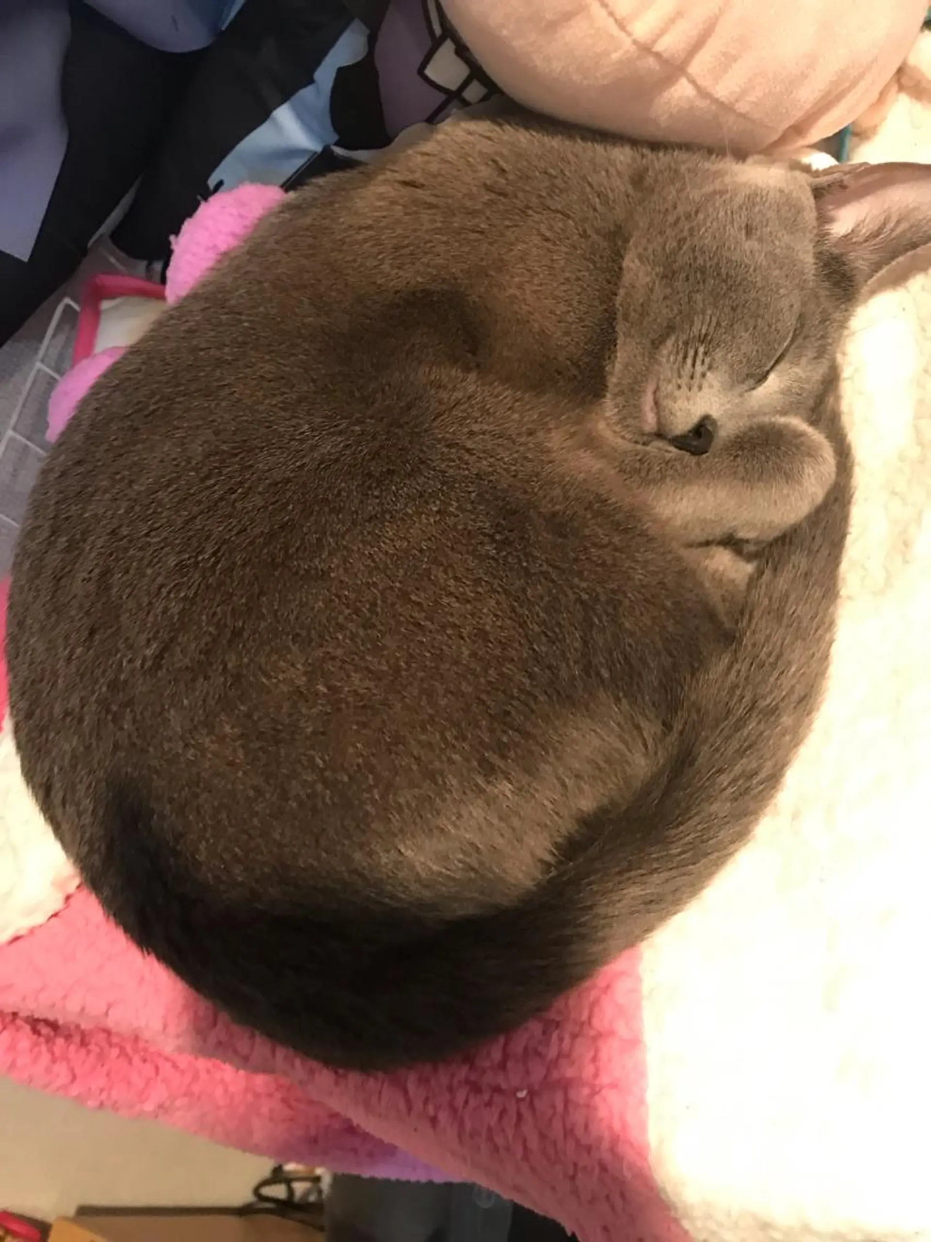 ショート カラー パーマ ヘアアレンジ メンズ キッズ ネイル マツエク・マツパ アイブロウ アニメ,Vオタク× 即効痩せエステサロンのエステ・リラクイメージ