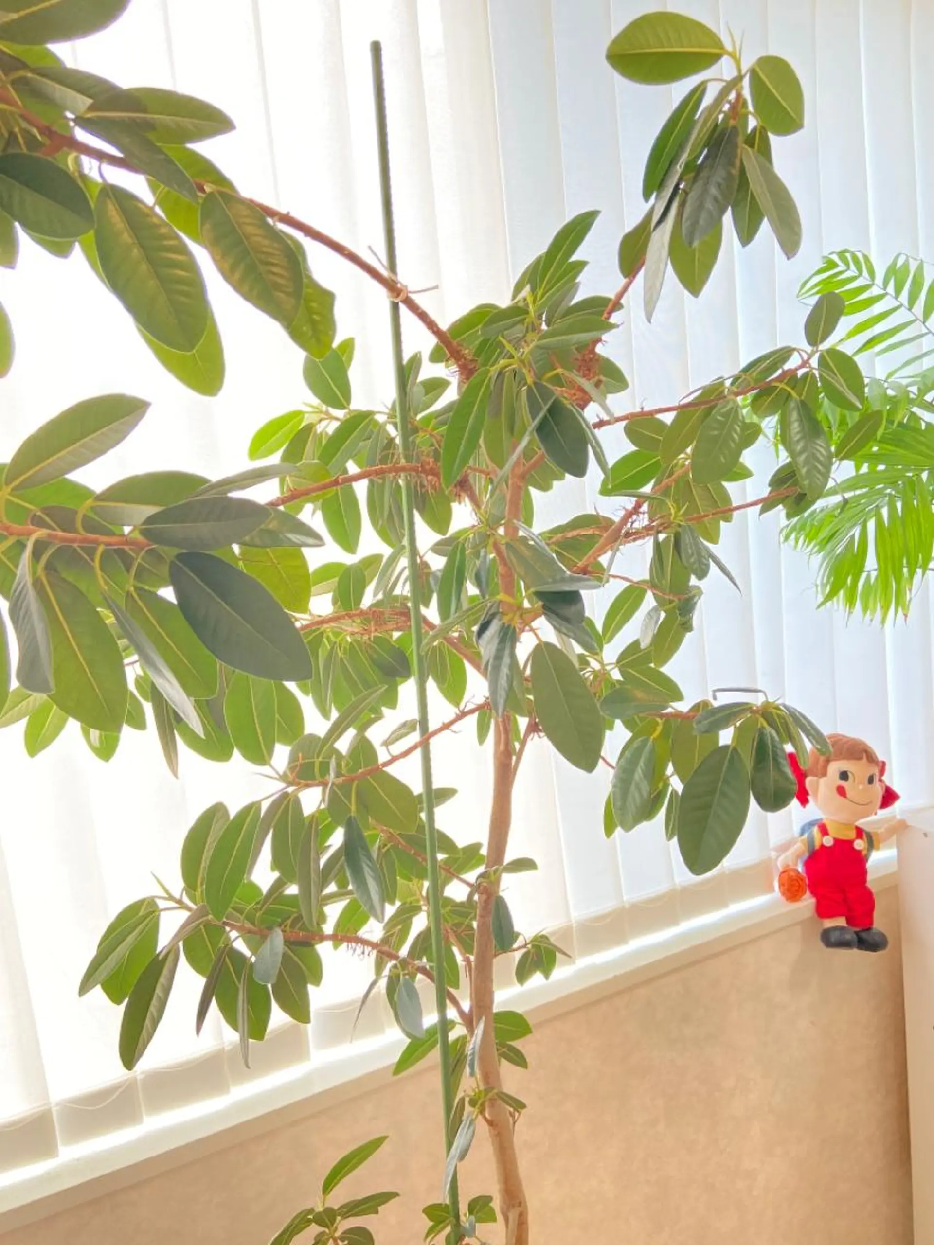 POLA エスティイブ所属・POLA エスティイブのエステ・リラクイメージ