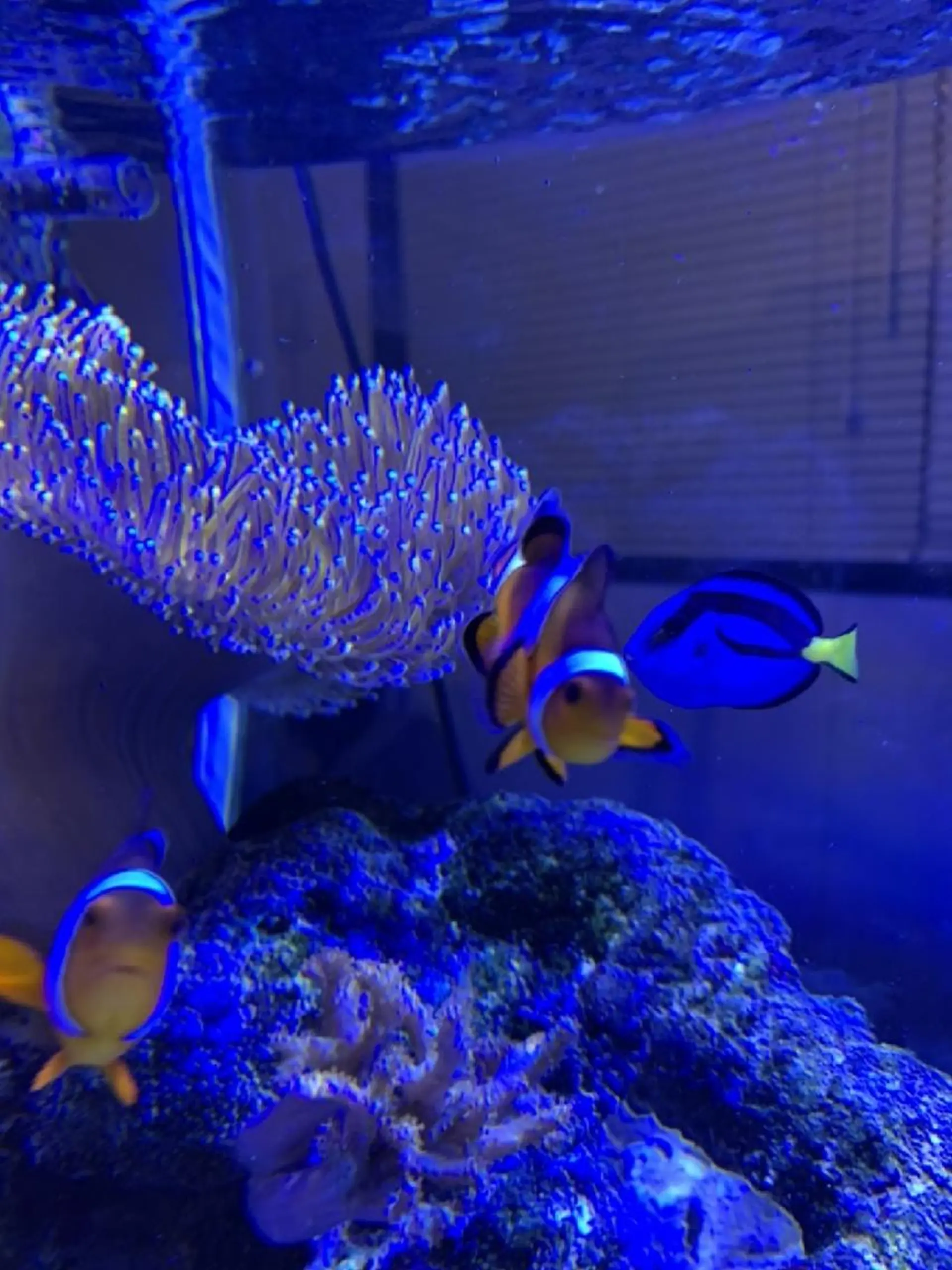 SESUNNY セサニー SEIRAのマツエク・マツパデザイン