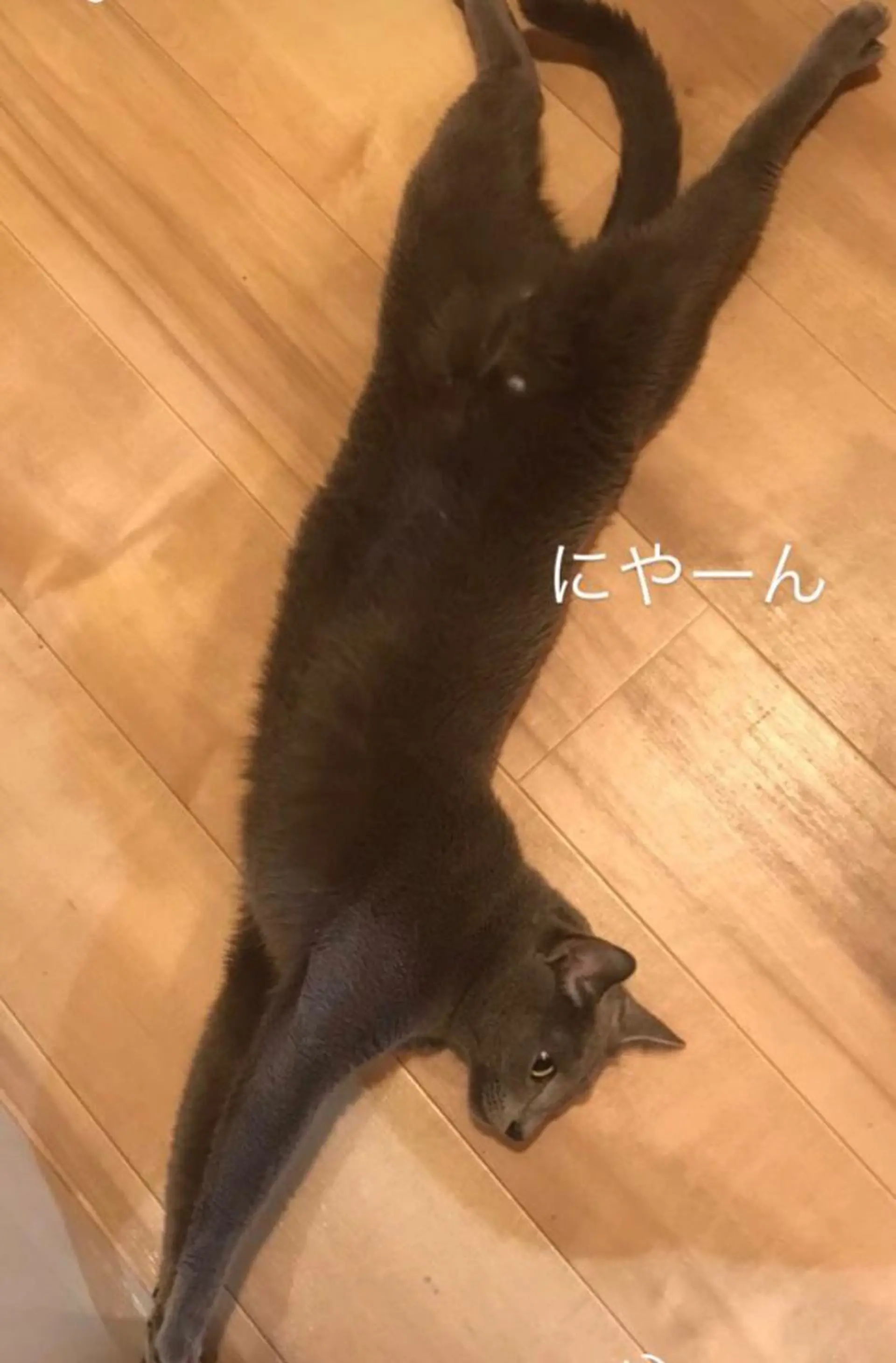 ショート カラー パーマ ヘアアレンジ メンズ キッズ ネイル マツエク・マツパ アイブロウ アニメ,Vオタク× 即効痩せエステサロンのエステ・リラクイメージ