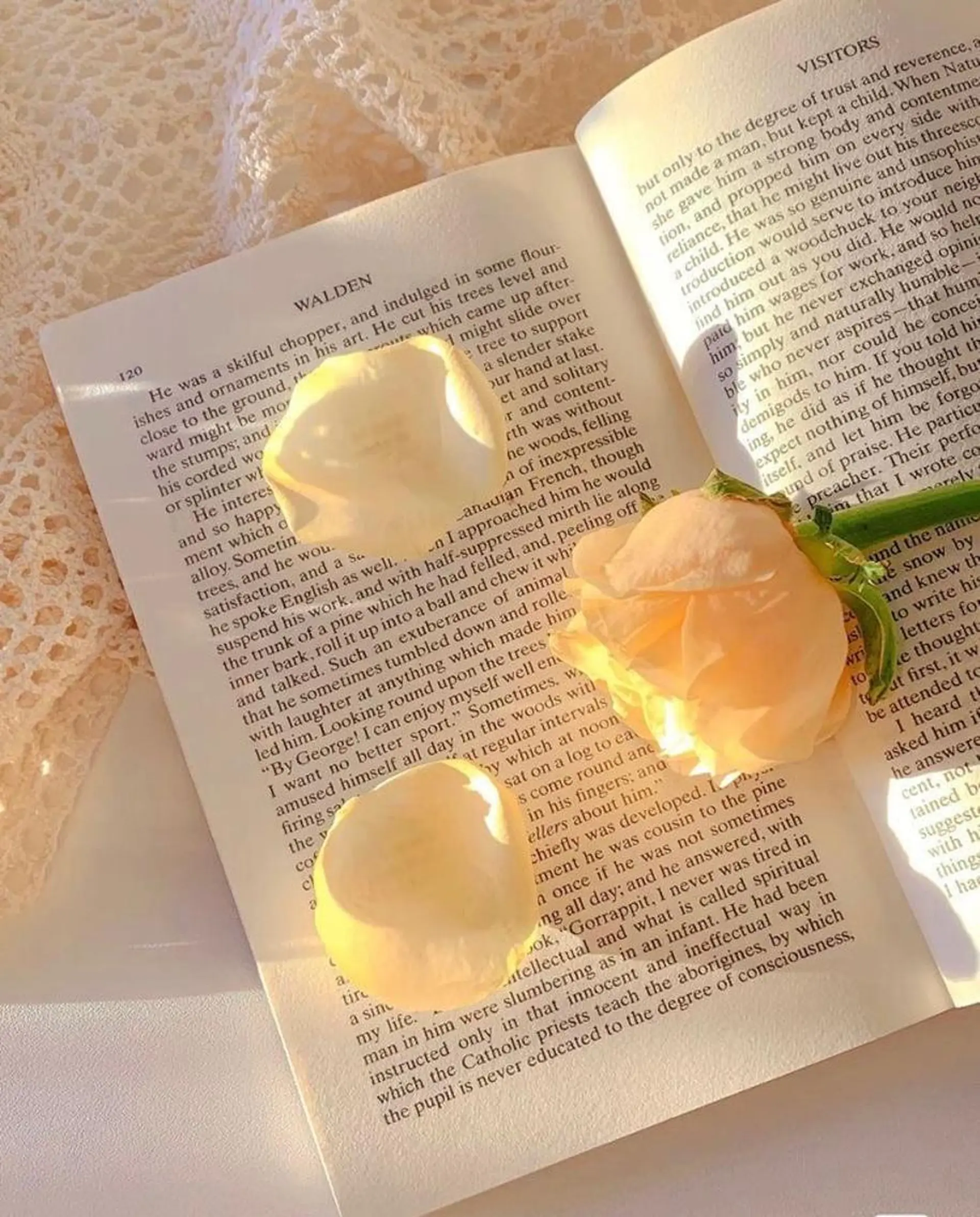 韓国ハイトーン🦋 hikariのヘアスタイル