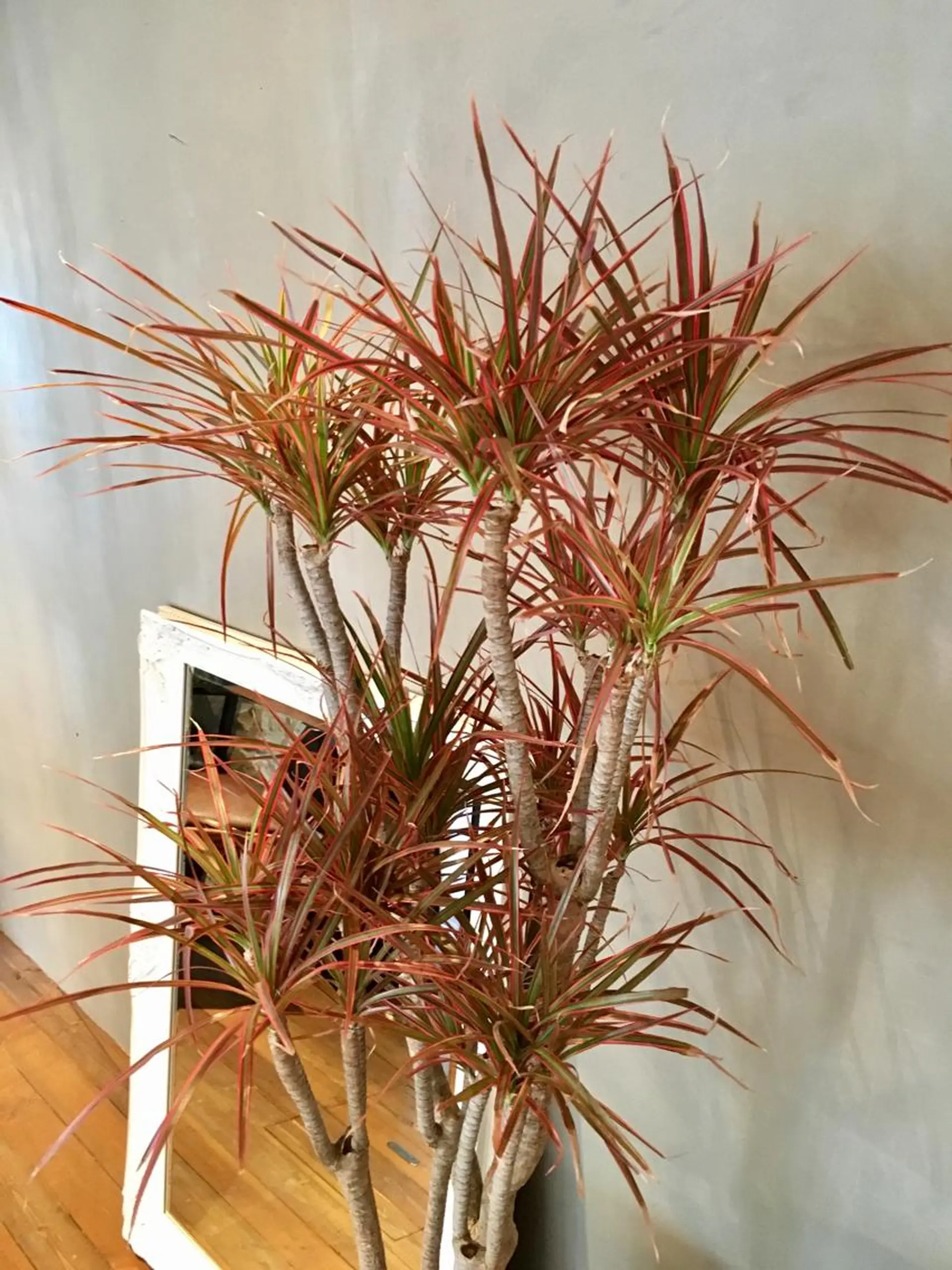 lasPAVILION-ラスパビリオン-所属・las PAVILIONのヘアスタイル