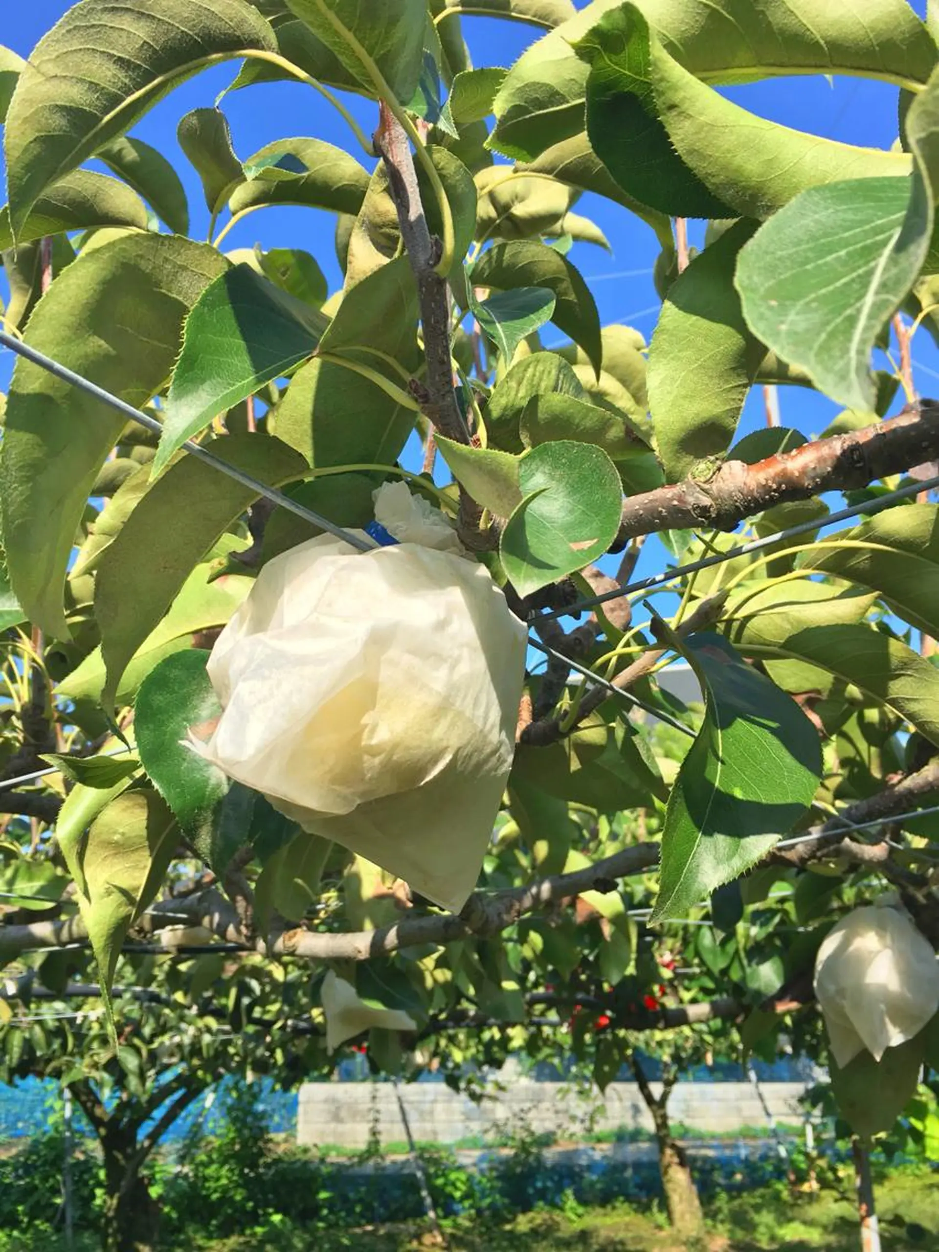 As hair所属・🌟かかりつけ美容師 🌟アスカのヘアスタイル