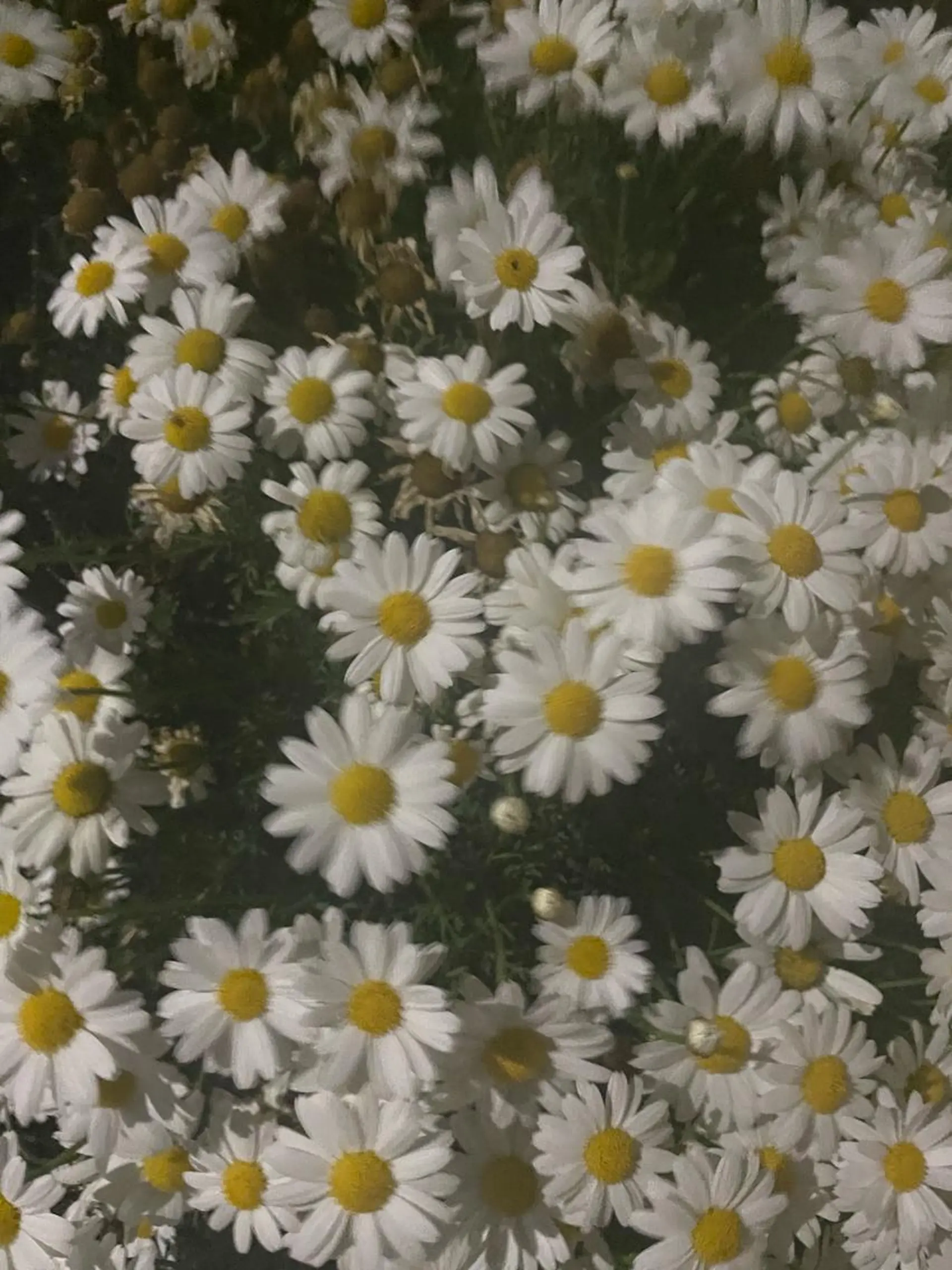 ミディアム カラー 暖色カラー/ おおいえひびきのヘアスタイル