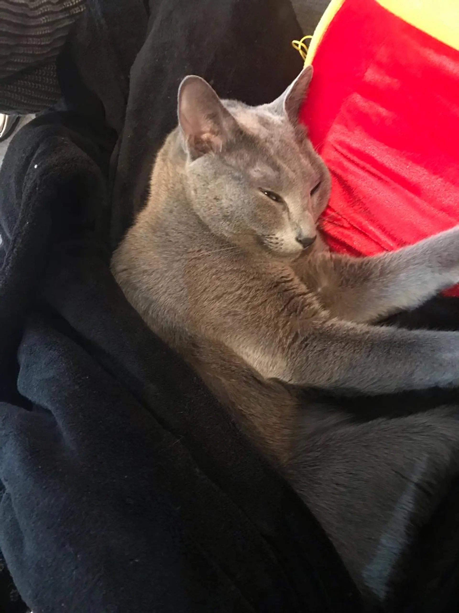 ショート カラー パーマ ヘアアレンジ メンズ キッズ マツエク・マツパ アイブロウ アニメ,Vオタク× 即効痩せエステサロンのエステ・リラクイメージ