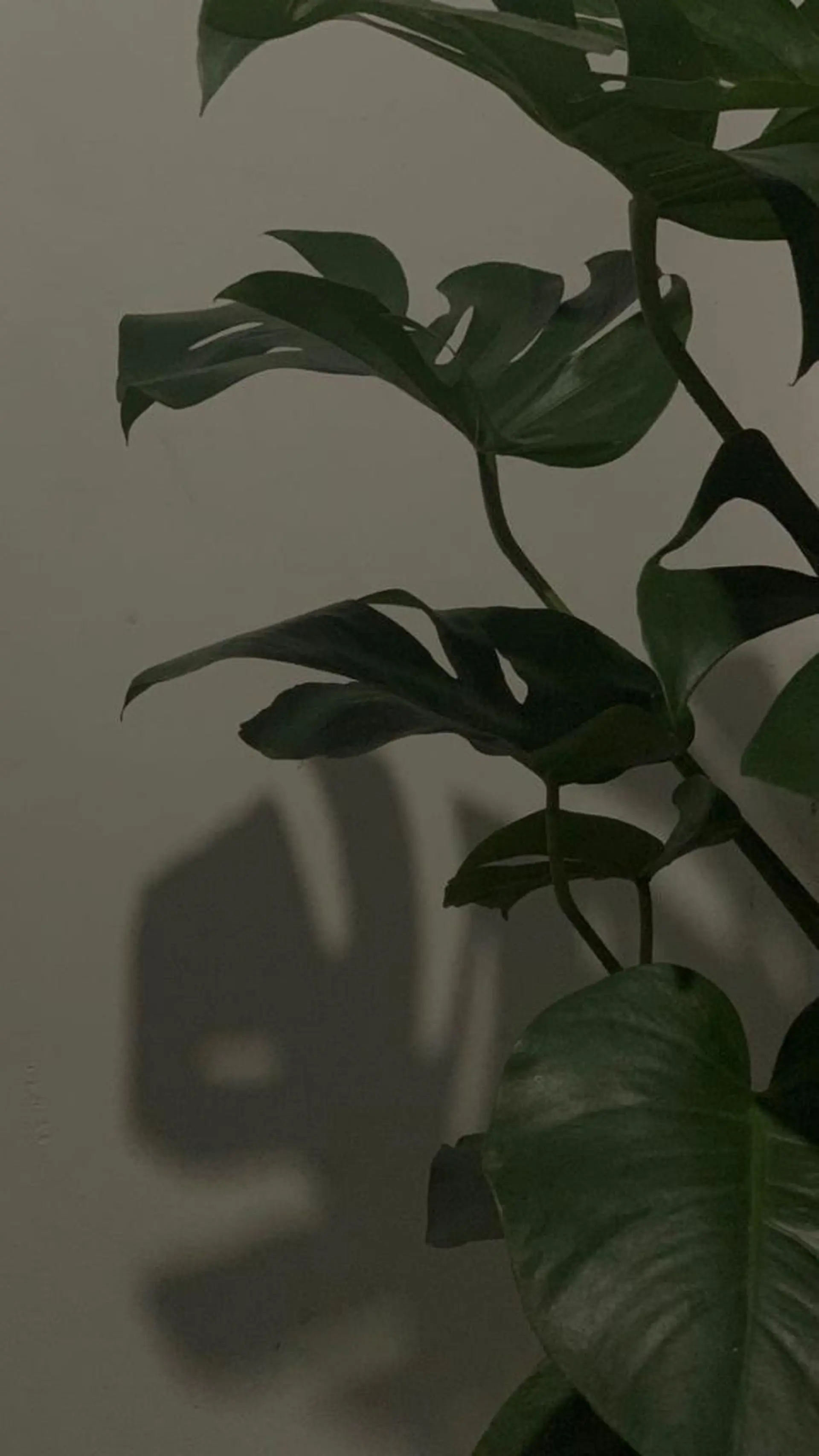 マツエク・マツパ komatsu eyelash恵比寿のマツエク・マツパデザイン