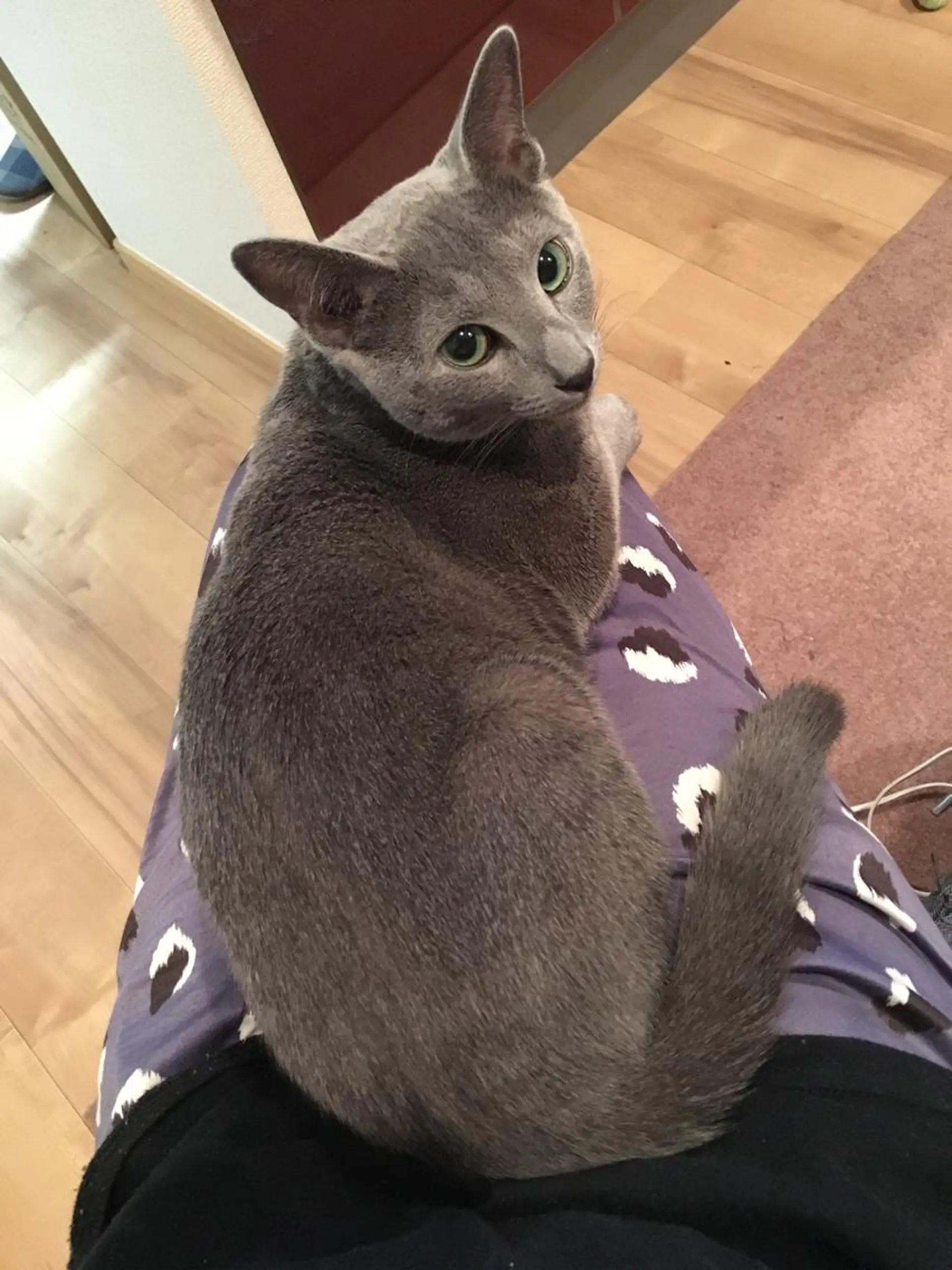 ショート カラー パーマ ヘアアレンジ メンズ キッズ ネイル マツエク・マツパ アニメ,Vオタク× 即効痩せエステサロンのエステ・リラクイメージ