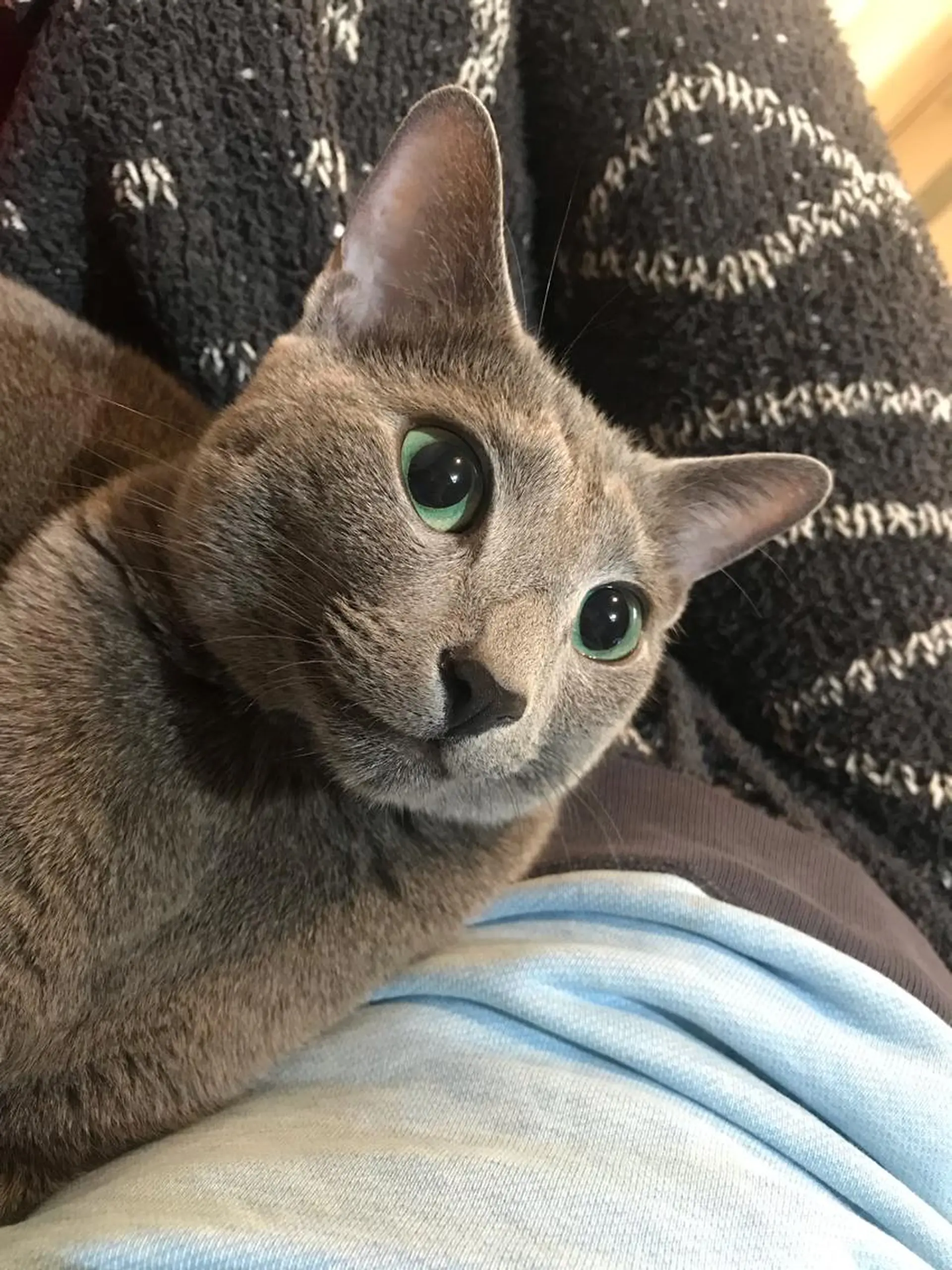 ショート カラー パーマ ヘアアレンジ メンズ キッズ ネイル マツエク・マツパ アイブロウ アニメ,Vオタク× 即効痩せエステサロンのエステ・リラクイメージ