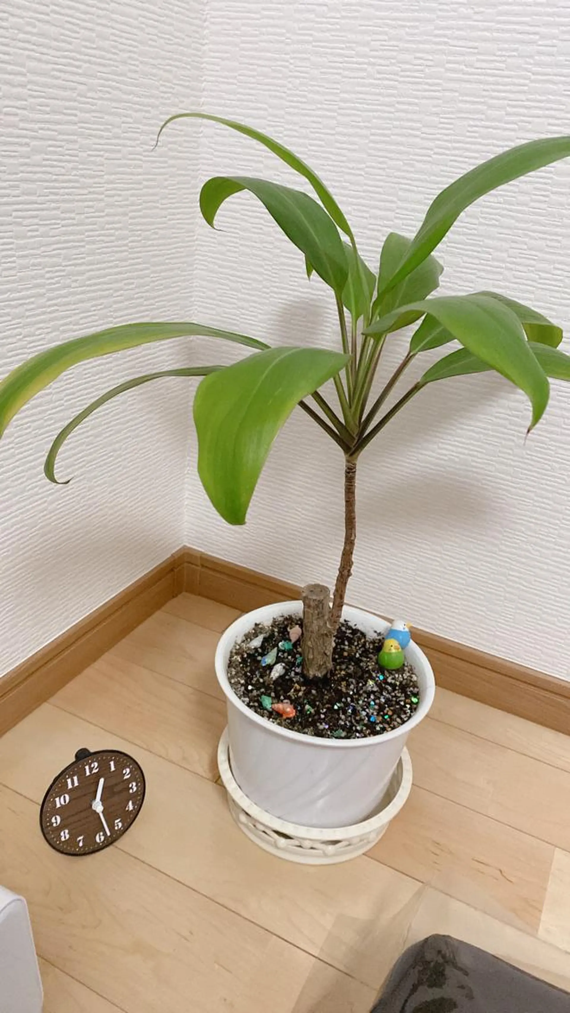 ハムスターのいる サロンのエステ・リラクイメージ