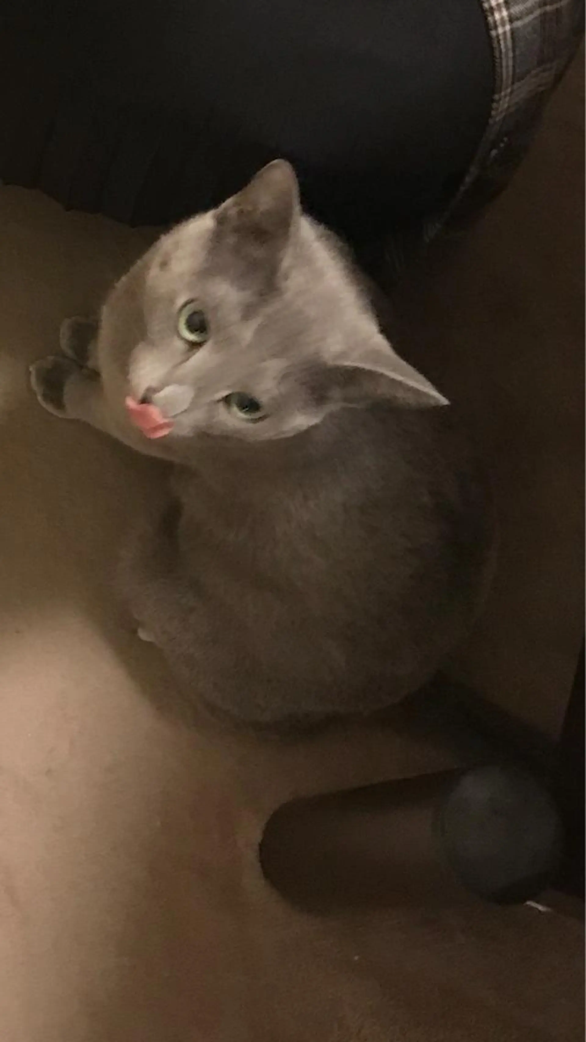 ショート カラー パーマ ヘアアレンジ メンズ キッズ ネイル マツエク・マツパ アイブロウ アニメ,Vオタク× 即効痩せエステサロンのエステ・リラクイメージ