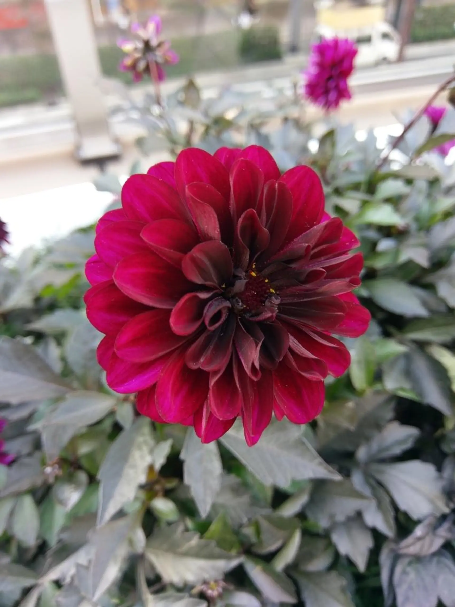 脱毛 シュガーリングサロン ダリア所属・Dahliaダリア シュガーリングサロンのエステ・リラクイメージ