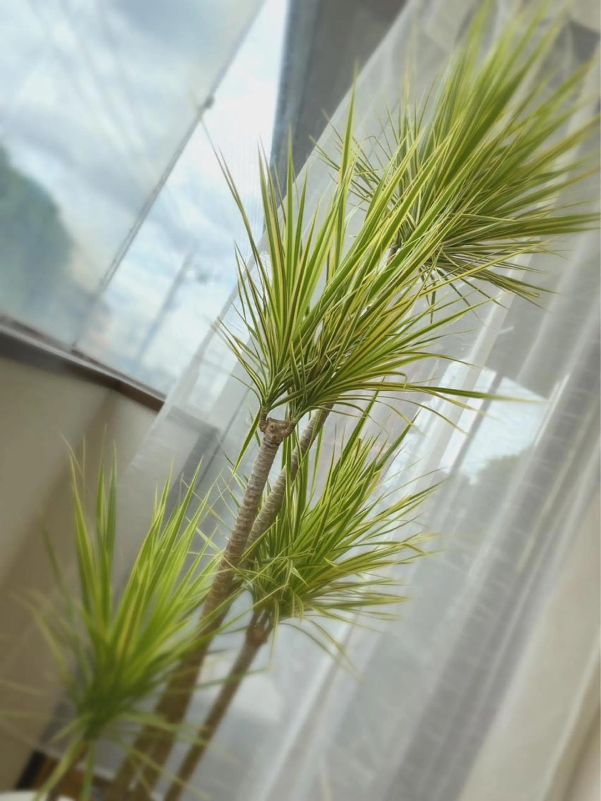 マツエク・マツパ f.【エフドット】 二俣川のマツエク・マツパデザイン