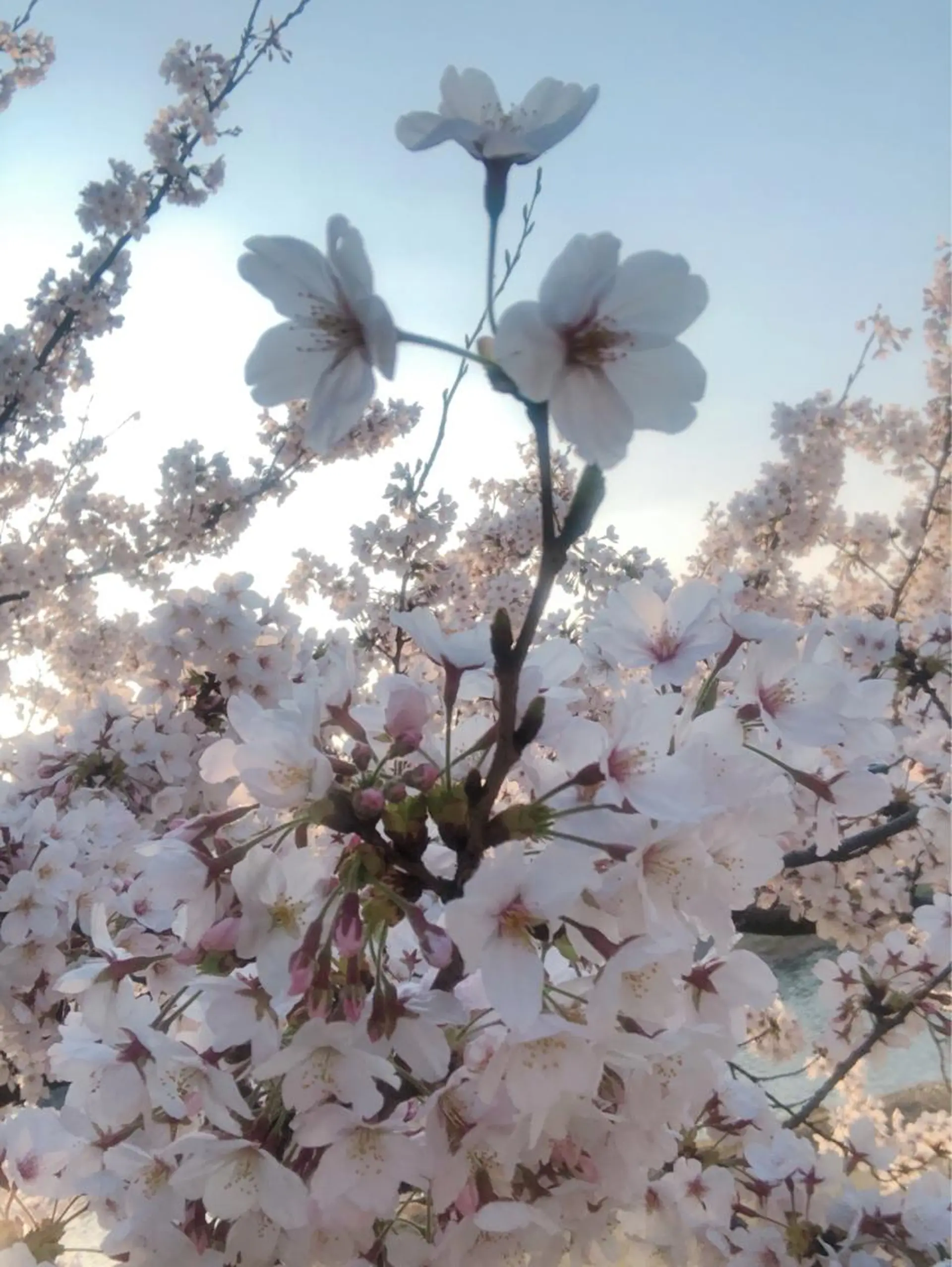 ショート カラー ヘアアレンジ ネイル マツエク・マツパ ブリーチ 透明感カラー ダブルカラー ハイライトカラー 外国人風カラー カット ヘアカラー reverie【レヴリー】所属・夜23時まで予約🉑 reverieあきらのその他イメージ