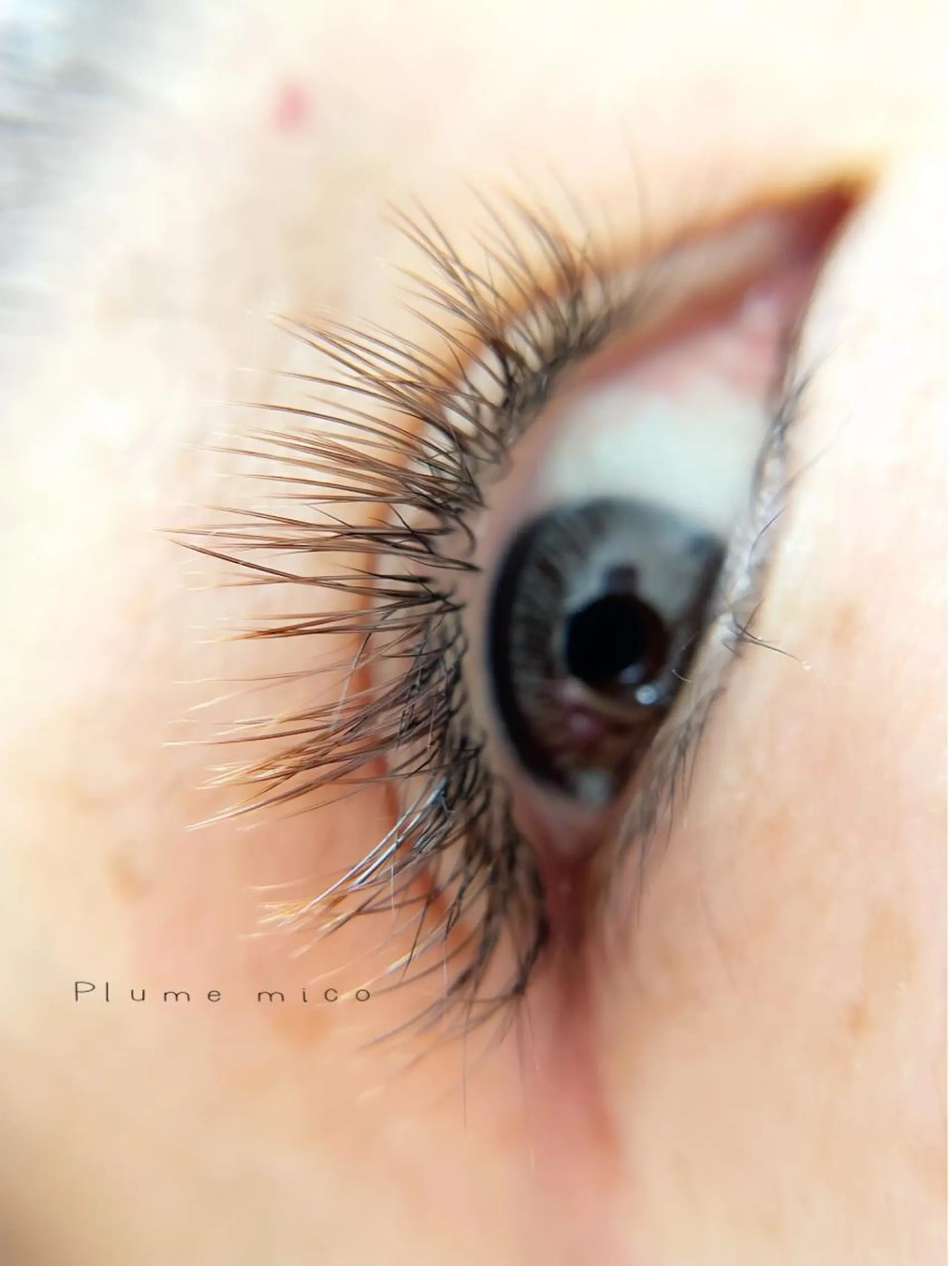 マツエク・マツパ マツエク Plume micoのマツエク・マツパデザイン