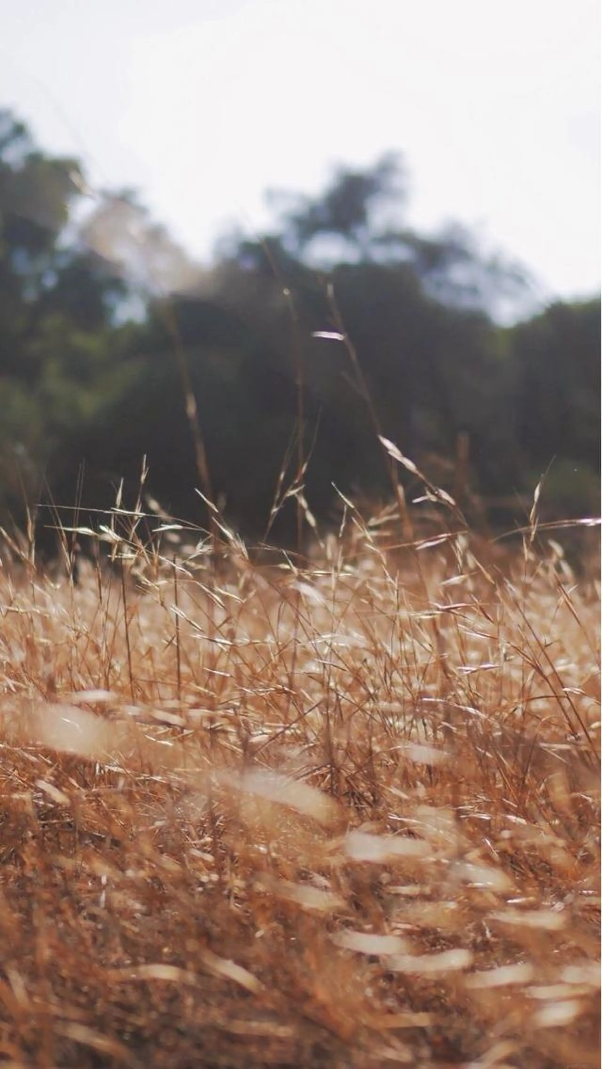 ロング カラー パーマ ヘアアレンジ メンズ キッズ ネイル マツエク・マツパ メンズインナーカラー アッシュ ベージュカラー デザインカラー イヤリングカラー 髪質改善🫧ベージュ 椙山 響のヘアスタイル