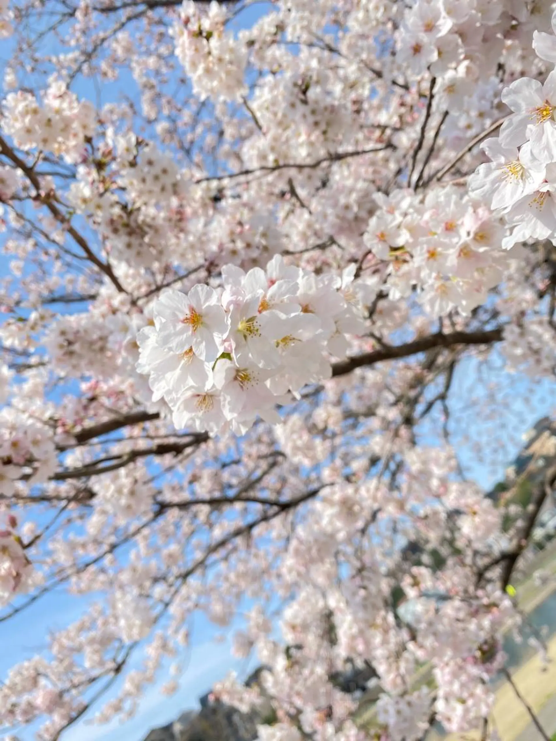 ロング カラー ヘアアレンジ ネイル マツエク・マツパ 透明感カラー ハイライトカラー 外国人風カラー ハイライト 学生 reverie【レヴリー】所属・夜23時まで予約🉑 reverieあきらのその他イメージ