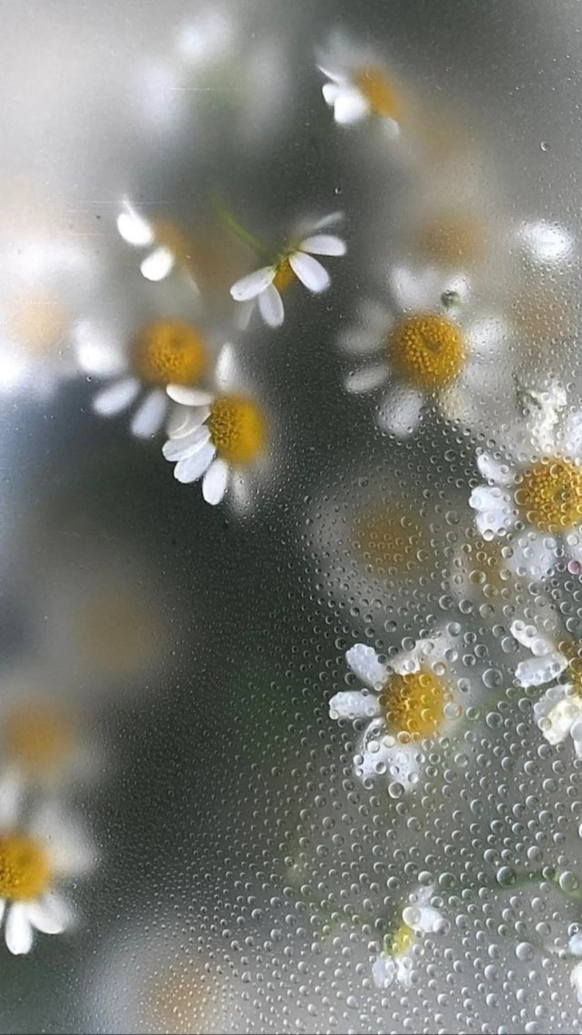 メンズ マツエク・マツパ アイブロウ Lash&brow PORTE269布施店所属・brace 竹田愛海のエステ・リラクイメージ