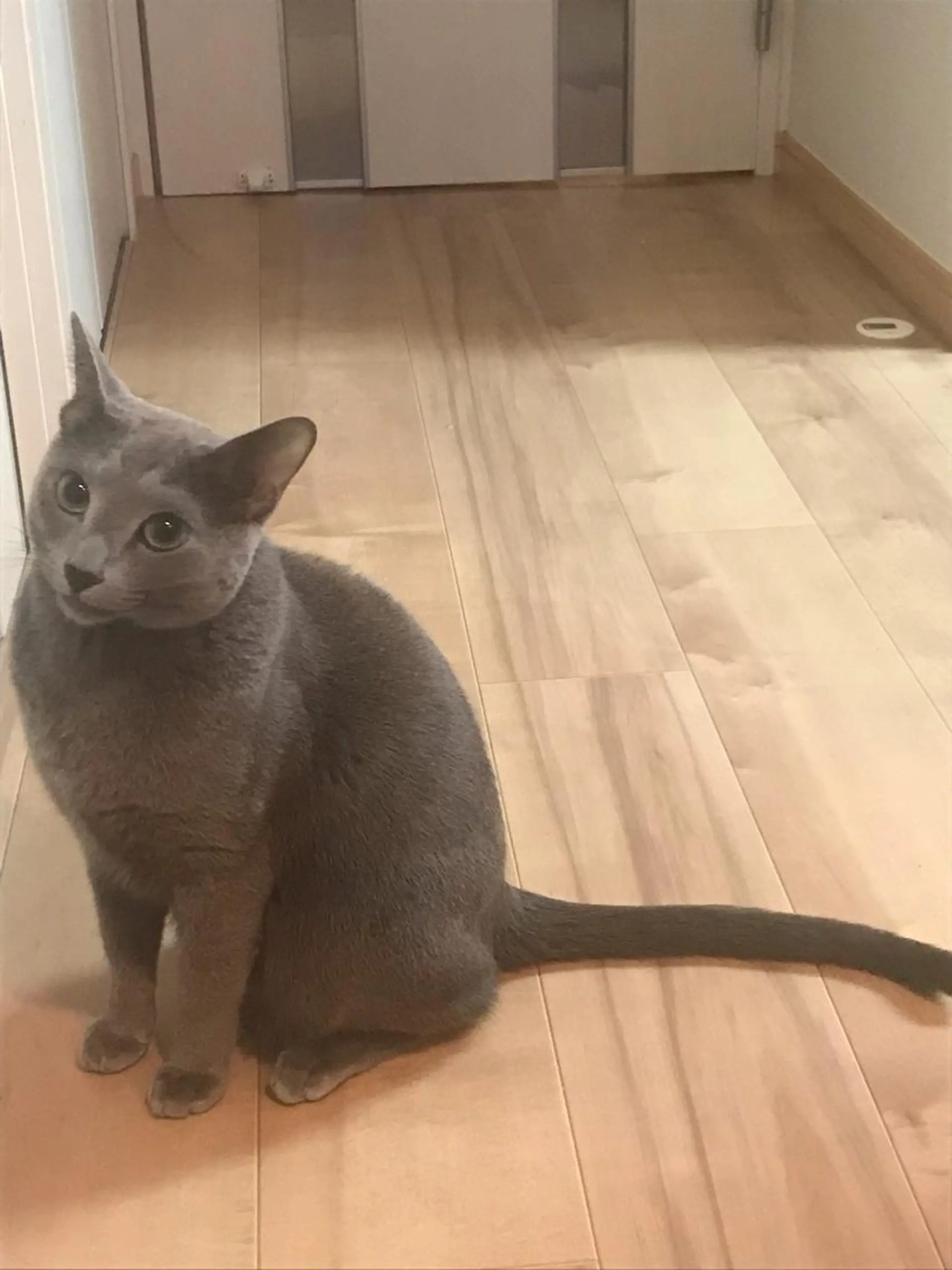 ショート カラー パーマ ヘアアレンジ メンズ キッズ ネイル マツエク・マツパ アイブロウ アニメ,Vオタク× 即効痩せエステサロンのエステ・リラクイメージ