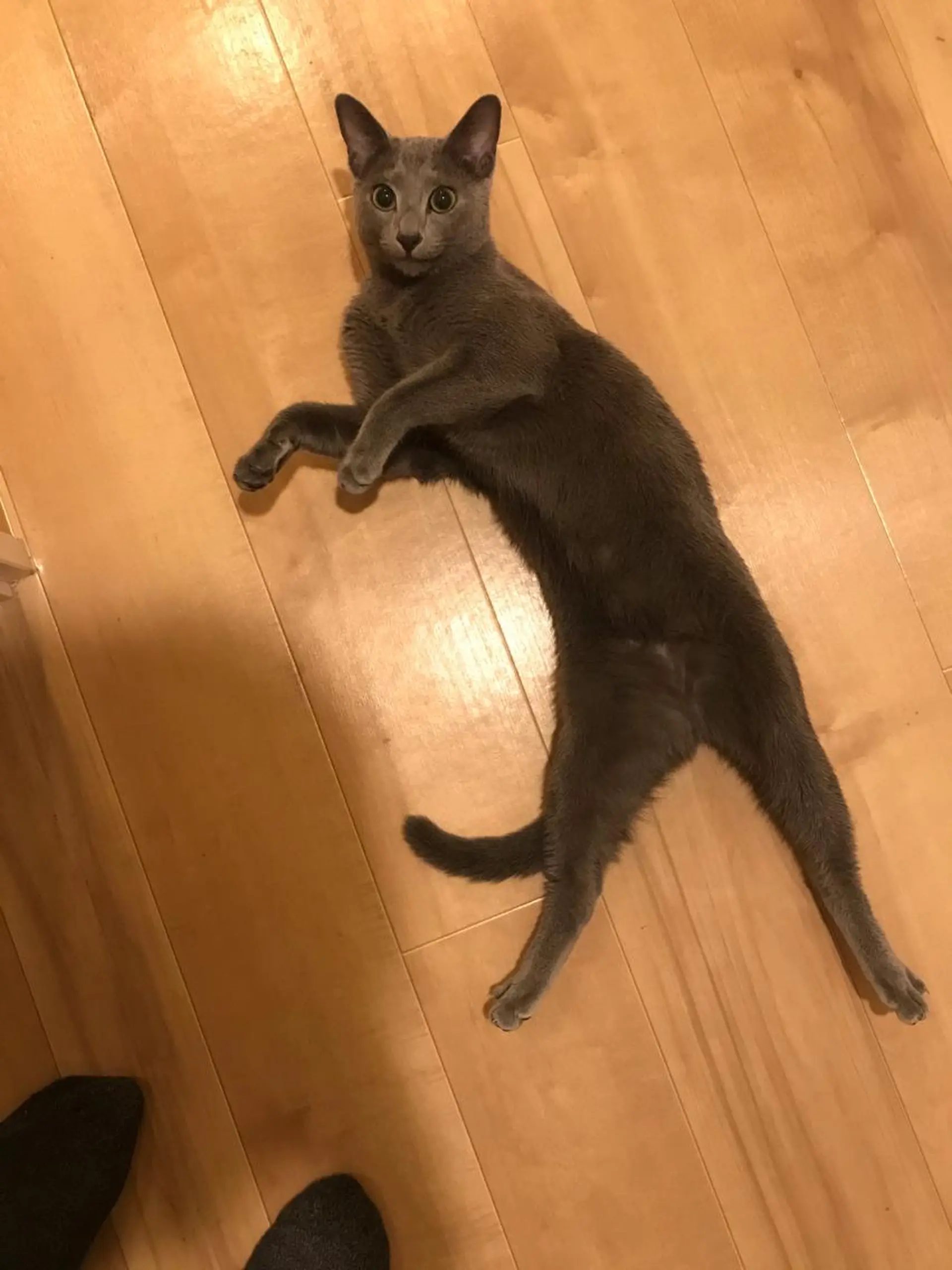 ショート カラー パーマ ヘアアレンジ メンズ キッズ ネイル マツエク・マツパ アニメ,Vオタク× 即効痩せエステサロンのエステ・リラクイメージ