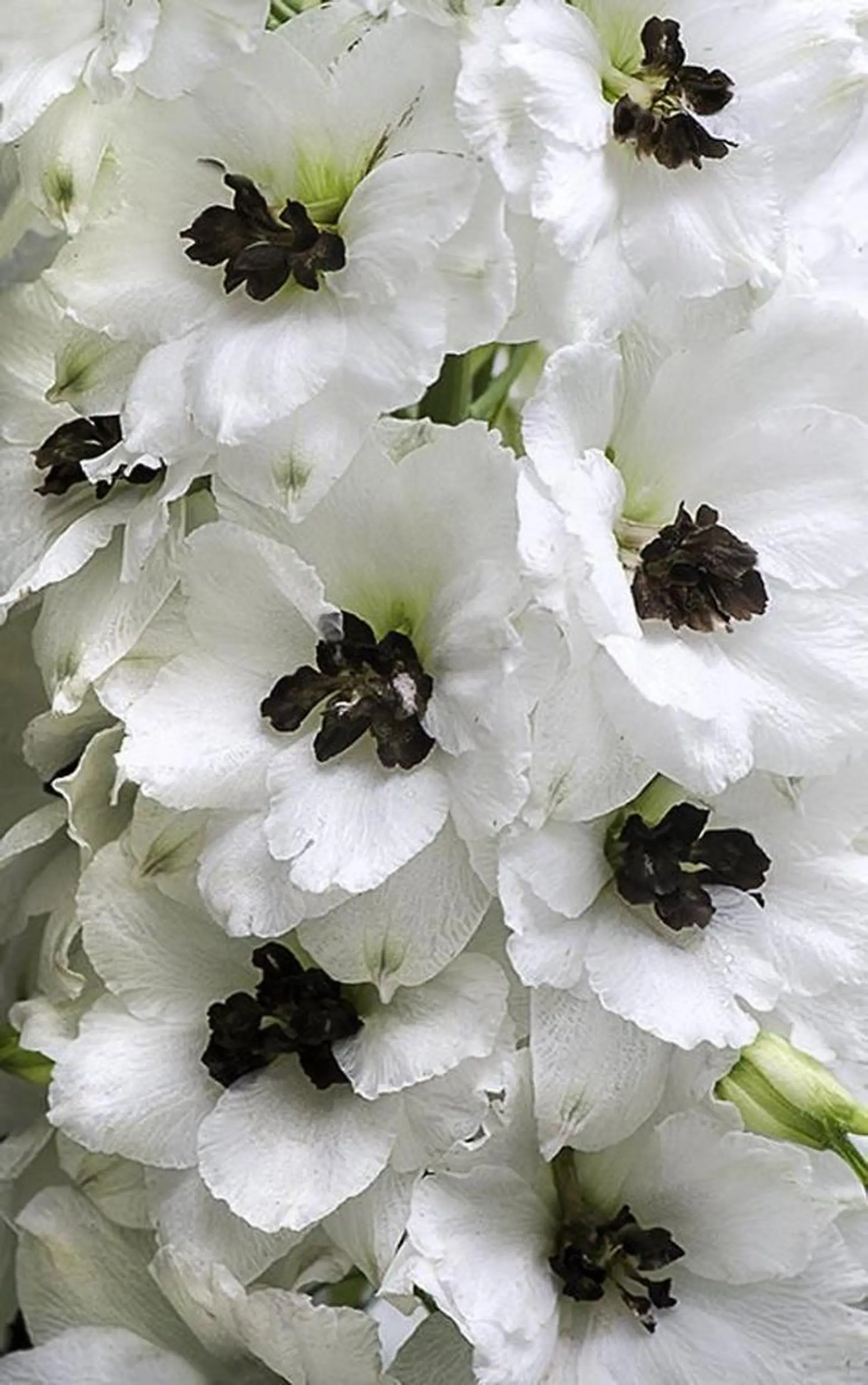 nail atelier new moon所属・森 貴子のネイルデザイン