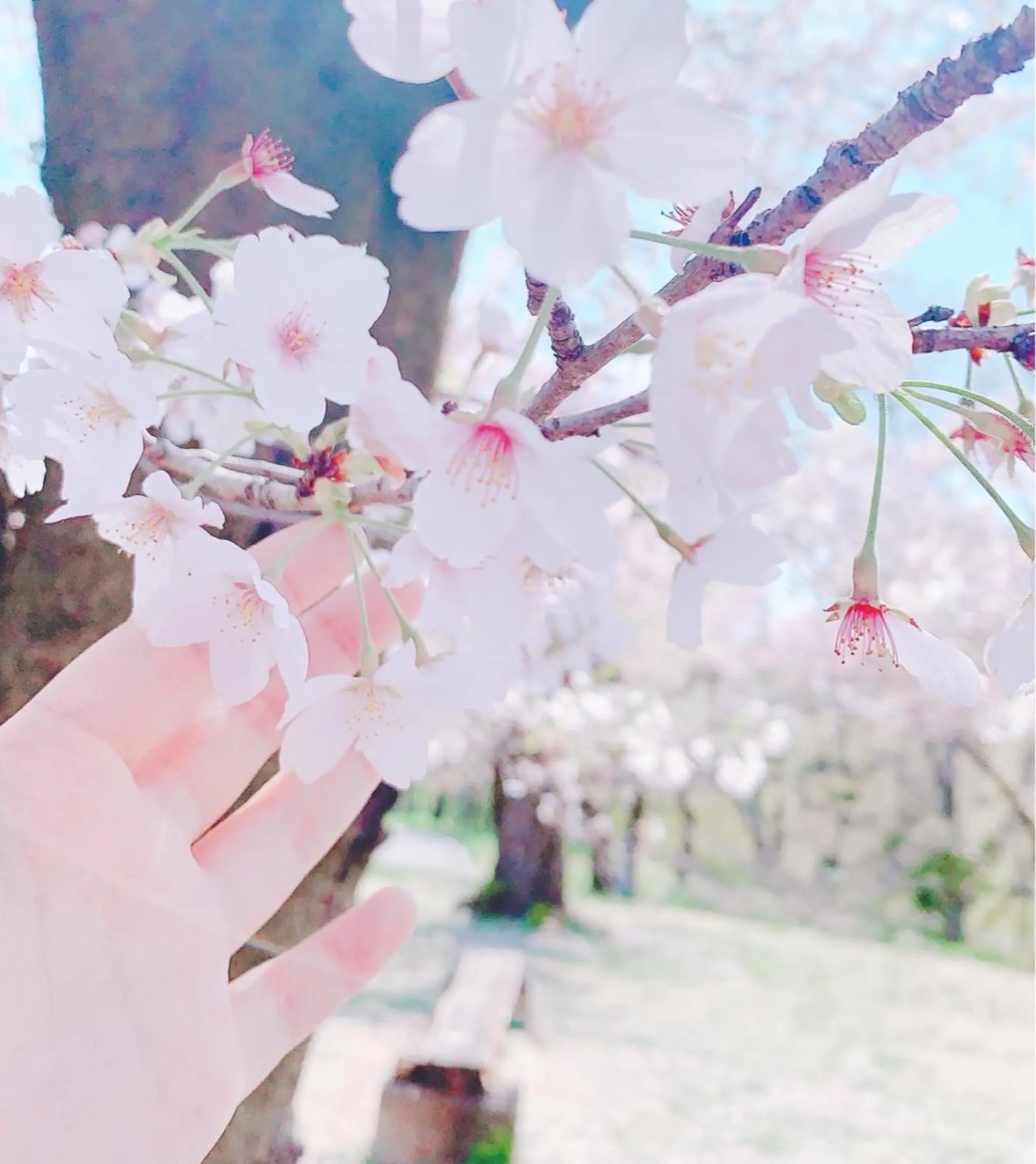 まつげ屋さん maiのマツエク・マツパデザイン