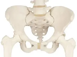 新規 骨盤矯正【3か所セット】骨盤・猫背・O脚など 50分8800円→7700円