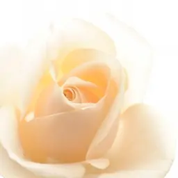 【学割】VIOオールオフ💗ブラジリアンワックス・女性