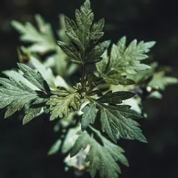 温活🌿よもぎ蒸し｜30分｜自律神経の乱れに