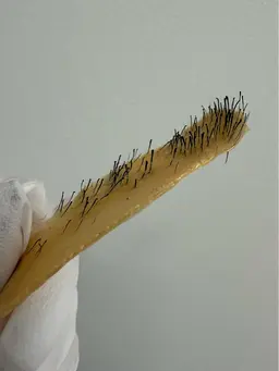 【ミニモ限定価格】Face waxフェイスワックス(部分) 額/頬/小鼻/口周り/顎