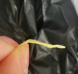 〈ご新規様 限定〉全顔ワックス脱毛(眉なし)+コラーゲンパック