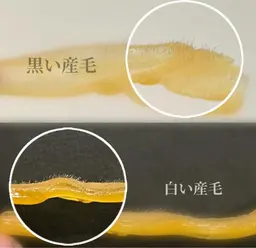 【練習モデル】フェイシャルワックス⚠️注意事項必読⚠️通常¥9,900(30人限定)