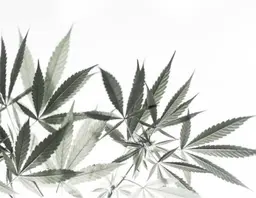 CBDオイルトリートメント　120分　​〜​CBDオイルで全身を念入りに流していきます。至福の時間をお過ごし下さい​〜​