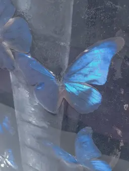 🦋LEDボリュームラッシュ300 🦋