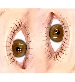 似合わせラッシュリフト（上下）モデル様価格