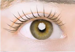 ラッシュリフト(保護トリートメントつき)